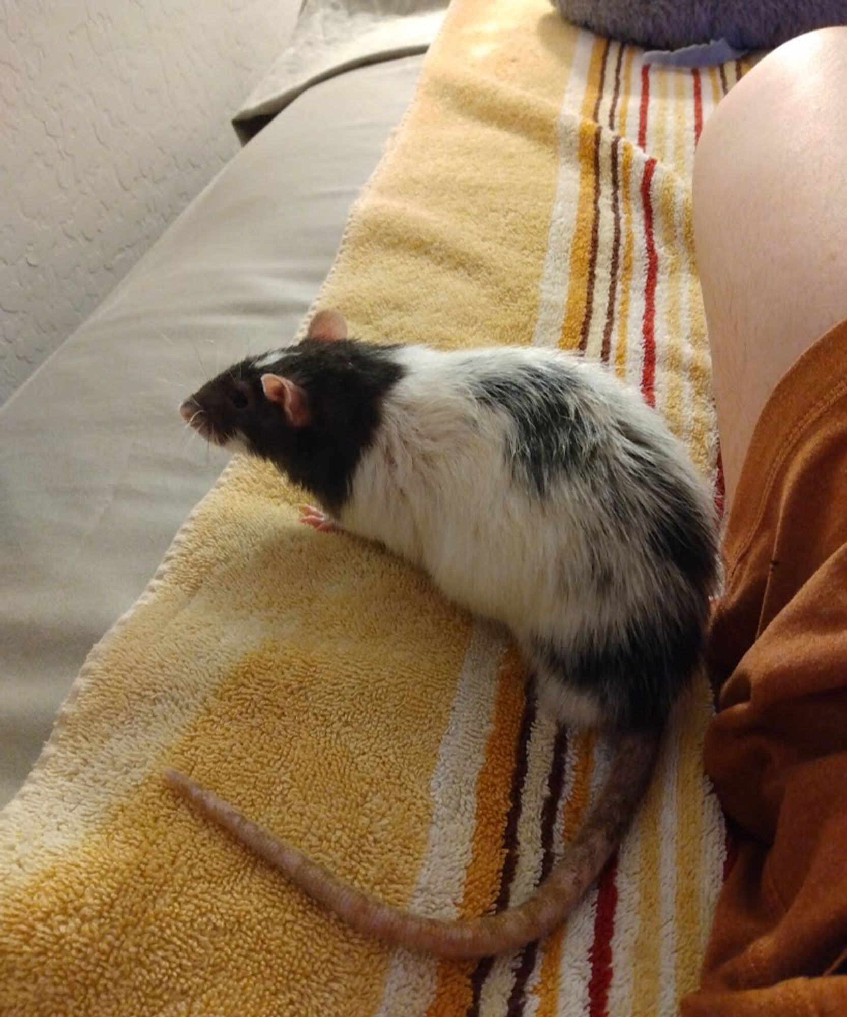 Rem, a black variegated pet rat, sits facing left with his back to his owner's leg.