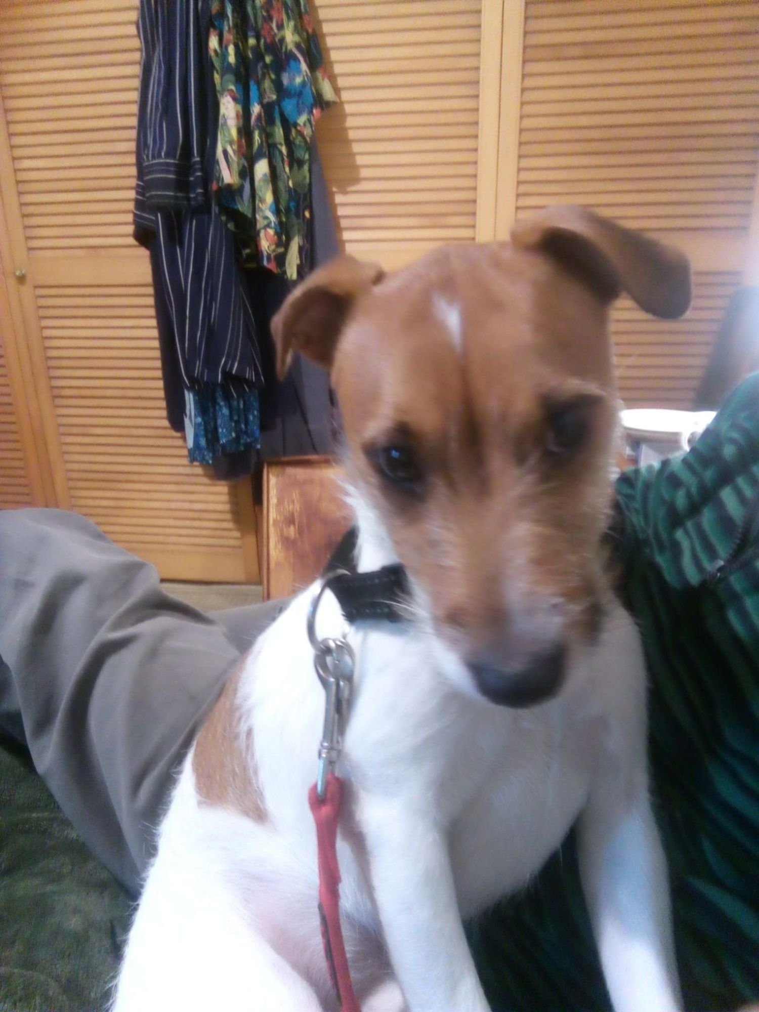 White and brown terrier, looking innocent. Don't be fooled.