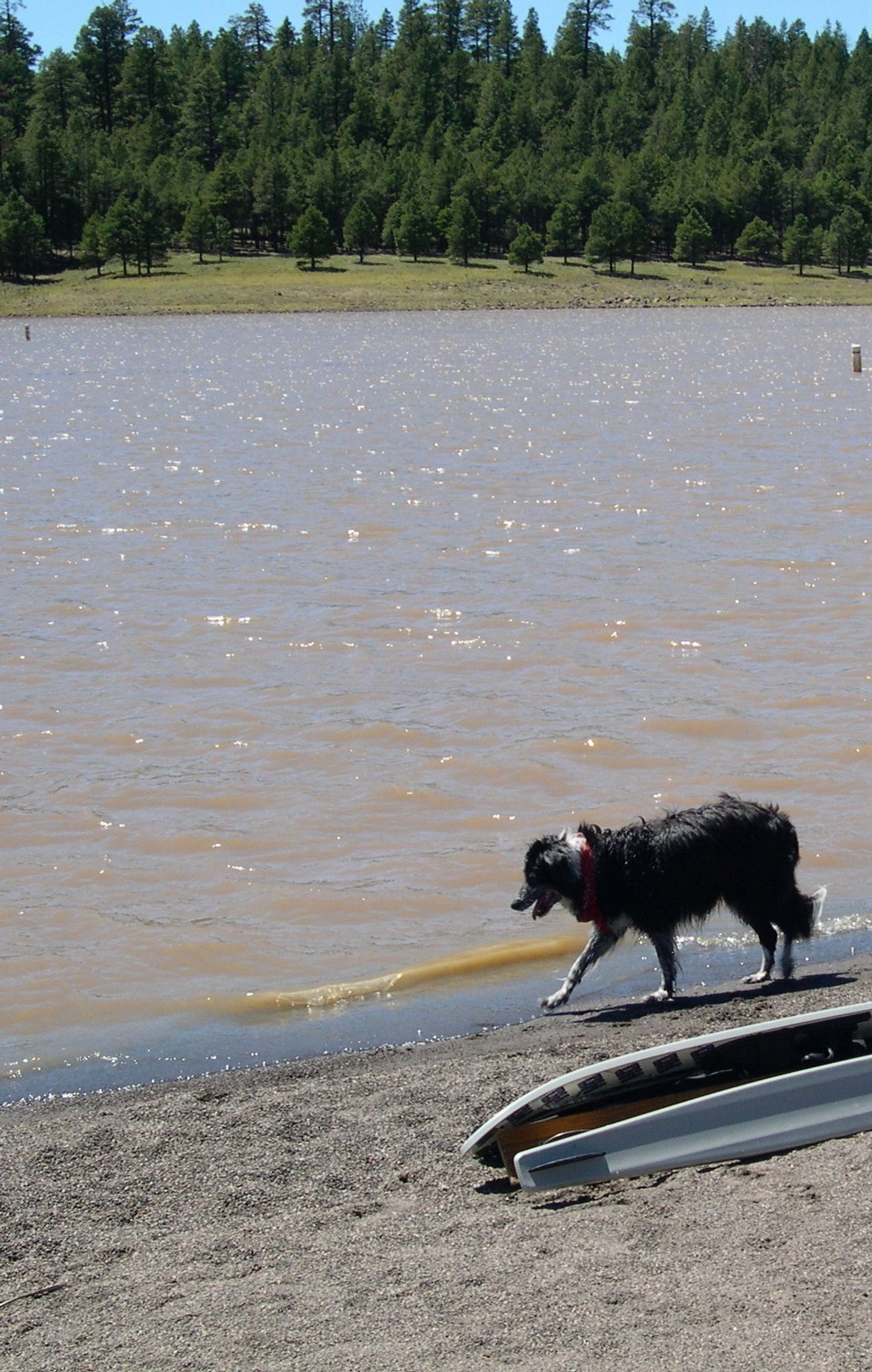 A Border Collie Named Annie Eastwood