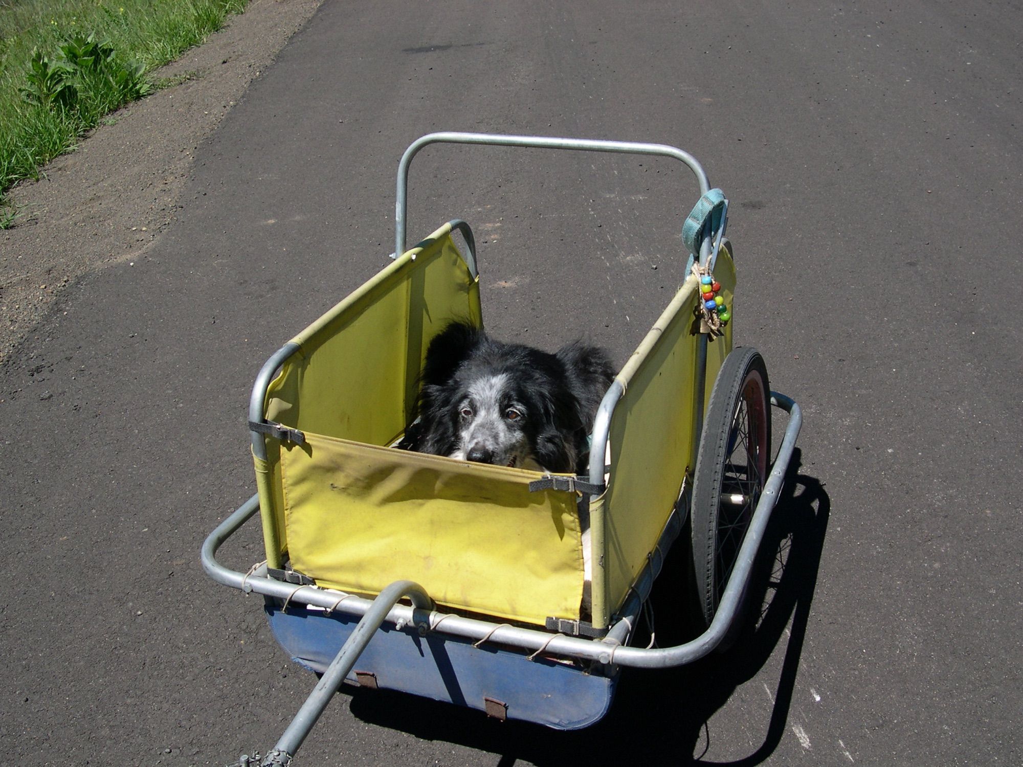 A Border Collie Called Annie Eastwood