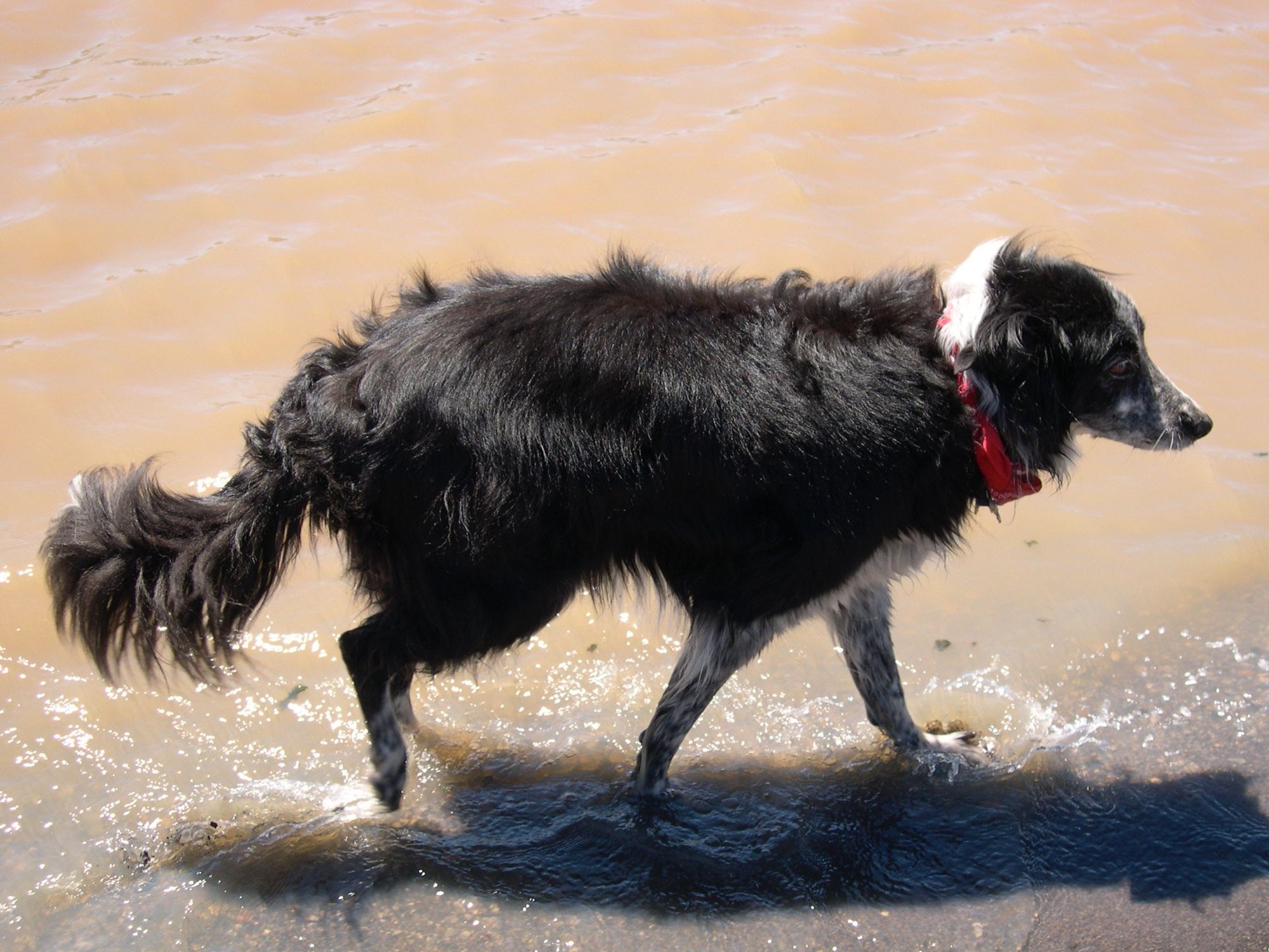 A Border Collie named Annie Eastwood