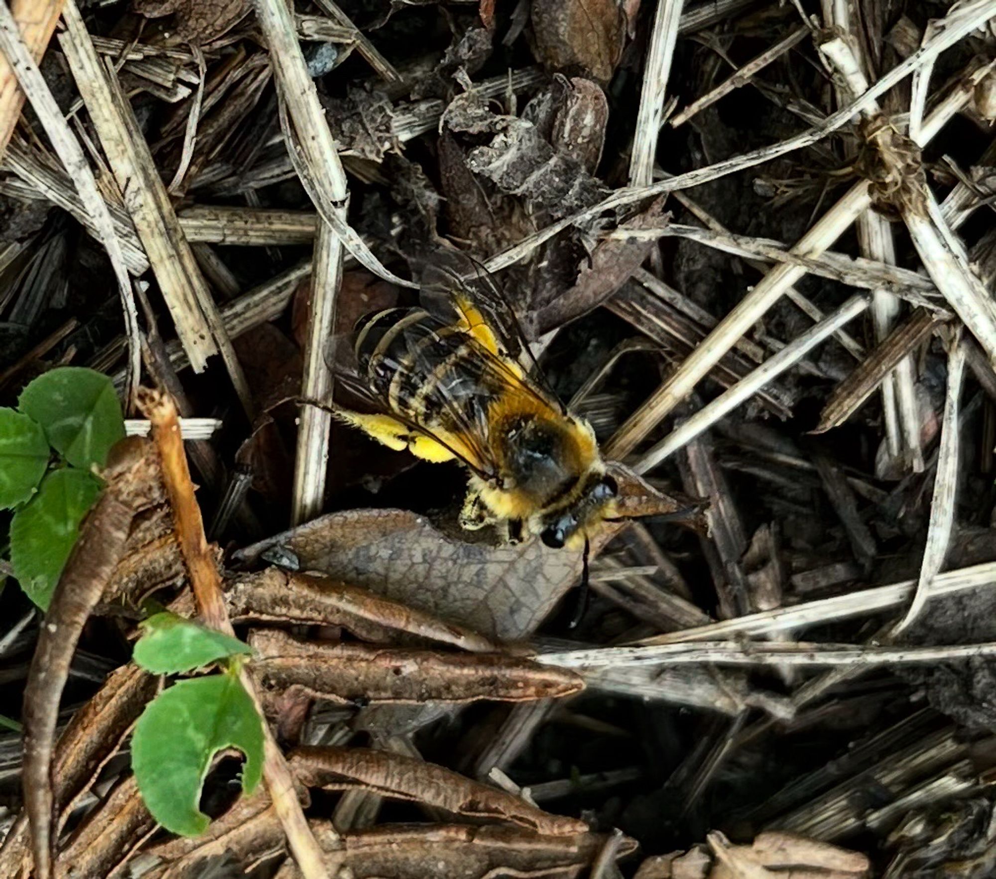 Female Ivy bee Colletes hederae resting in cool, cloudy conditions. Penclawdd, Gower, Wales