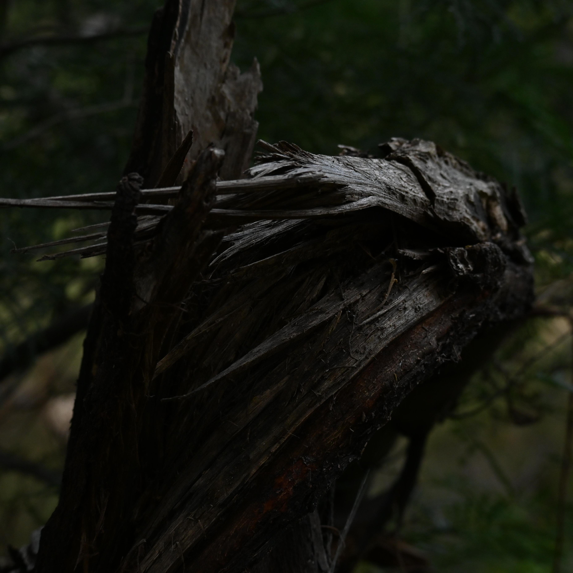 The snapped branch of a dark tree. Bark splintering out in a right angle shape