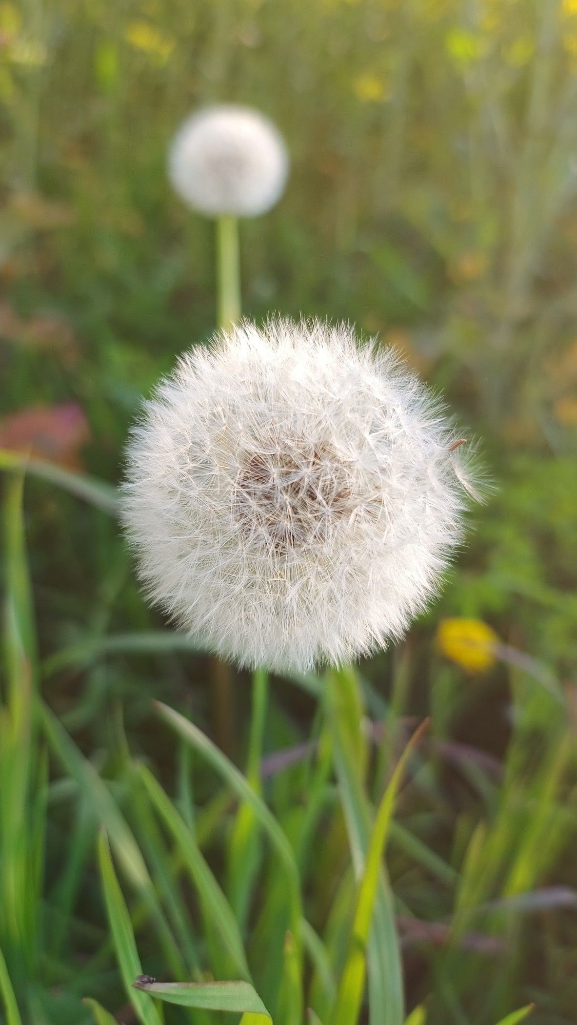 Pusteblume