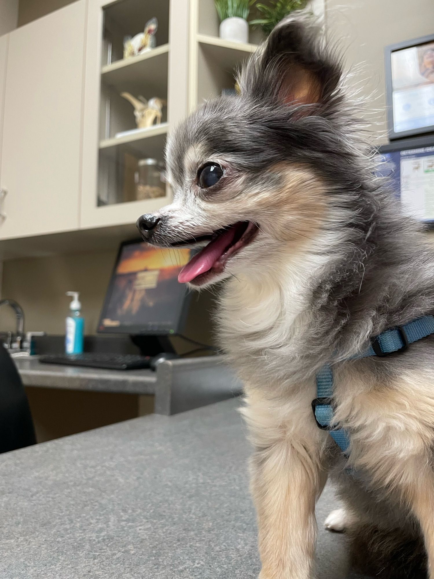 a grey and tan long hair chihuahua sitting on the counter at the vet’s office, her mouth is open and looks like she’s smiling