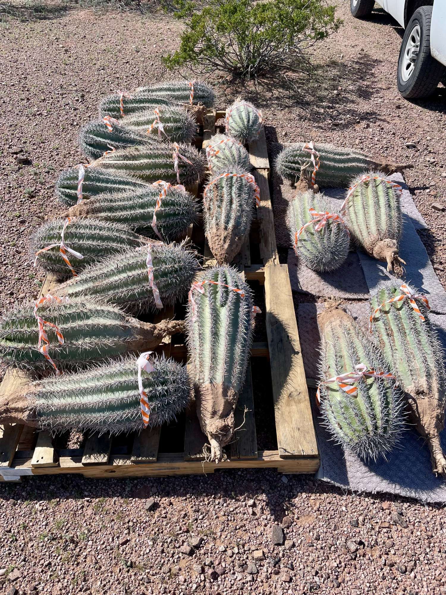 20 healthy young saguaro cacti lying on a pallet/carpet after being unloaded at the Desert Botanical Garden