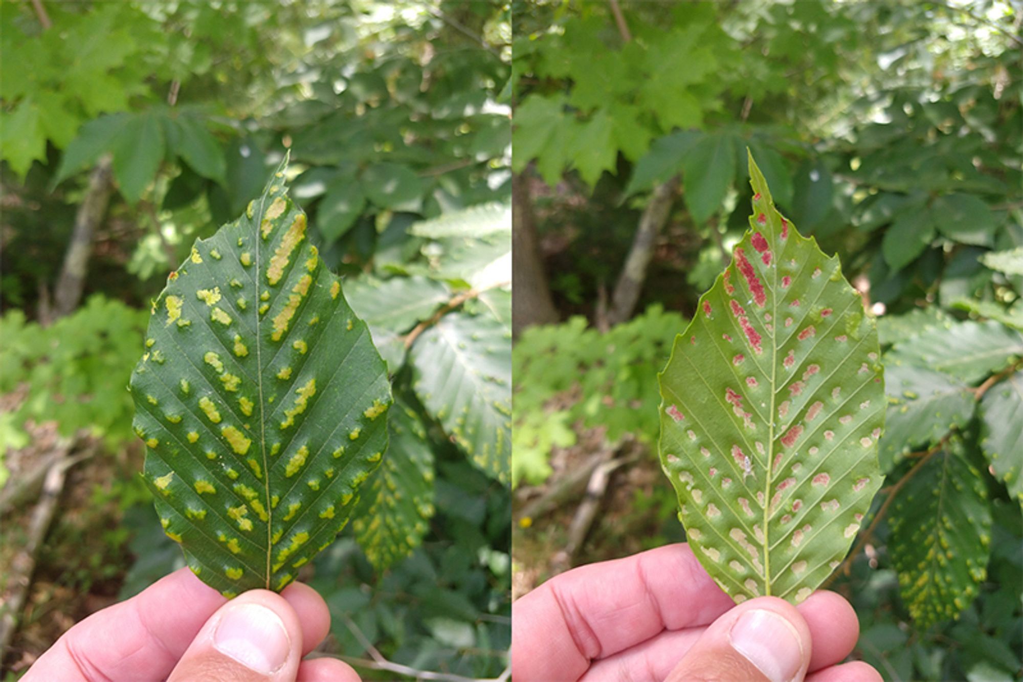 Two side-by-side photos of someone holding up a beech leaf showing evidence of beech leaf disease including discolored and cupped or curling in bands between veins