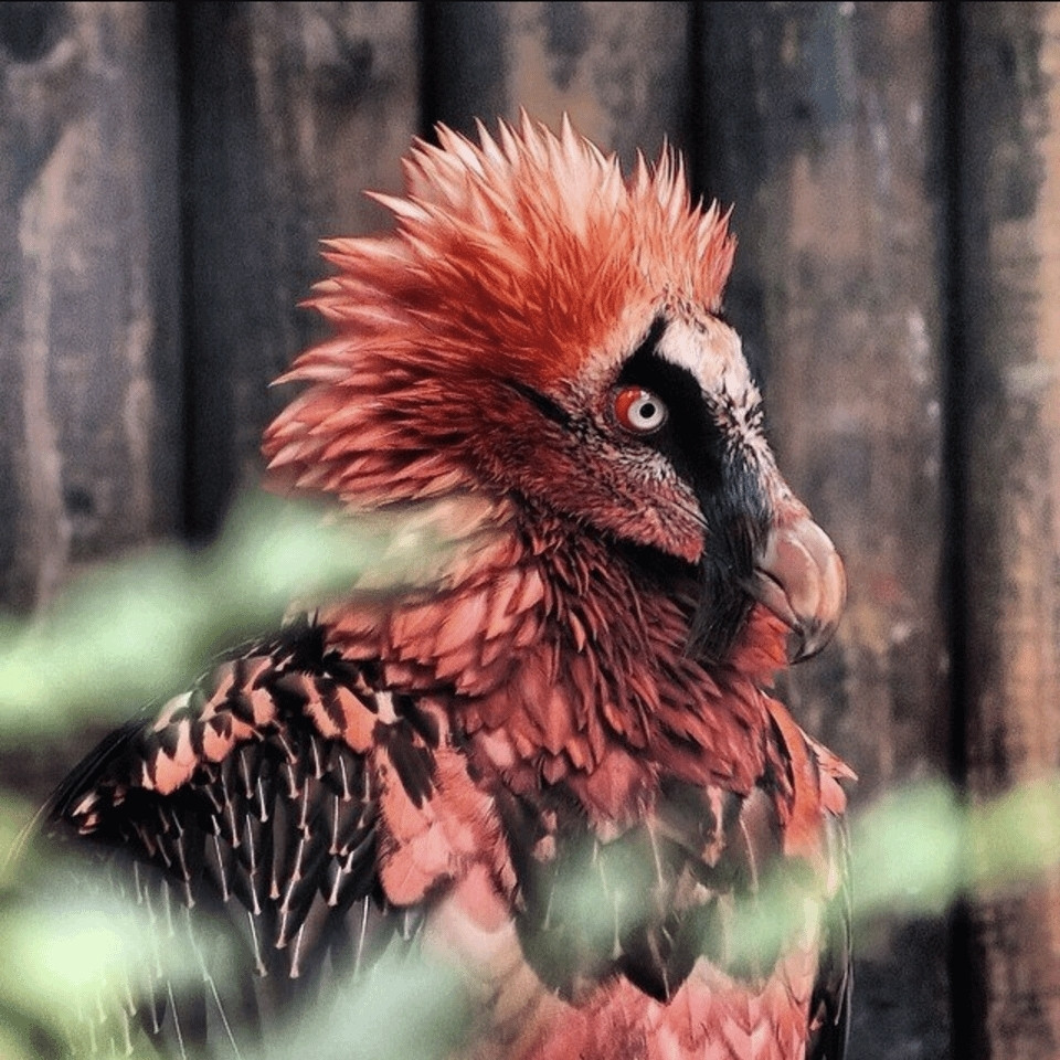 Photograph of a bearded vulture, or lammergeier.

It is a strikingly red plumed bird with jet black feathers in assorted places. Notedly, the wings, spots in the chest crest, and along the eye a long plume of feathers that extends from the corner of the eye down to the beak like a tear drop moustache. The face is strikingly pale.