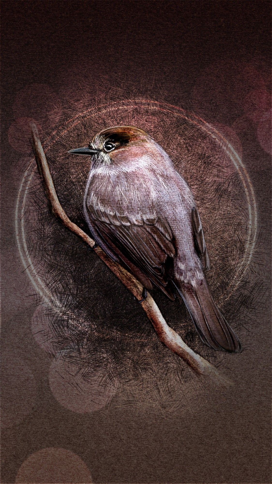 Illustrated phone wallpaper of an Eastern Phoebe bird, perched on a branch facing left. Behind the bird is a dark tan paper texture with a plum gradient at the top and a lighter gradient at the bottom. Surrounding the bird is dark and light crosshatching as well as a double halo of light and a bokeh lighting effect. Overall impression is almost monochromatic dusty maroon stillness.