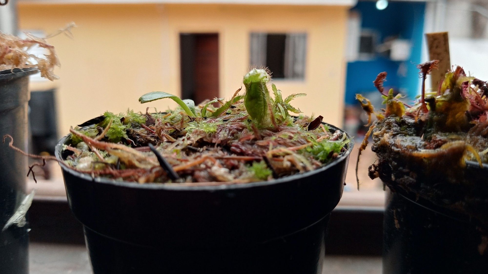 A foto é horizontalmente retangular, no fundo, embaçado, esta uma casa laranja com janela e porta, e na frente, emtre dois vasos, em destaque, está outro, com uma plantinha bem pequena, verde, com um jarrinho verde também. Ela tem tres folhas bem pequenas.