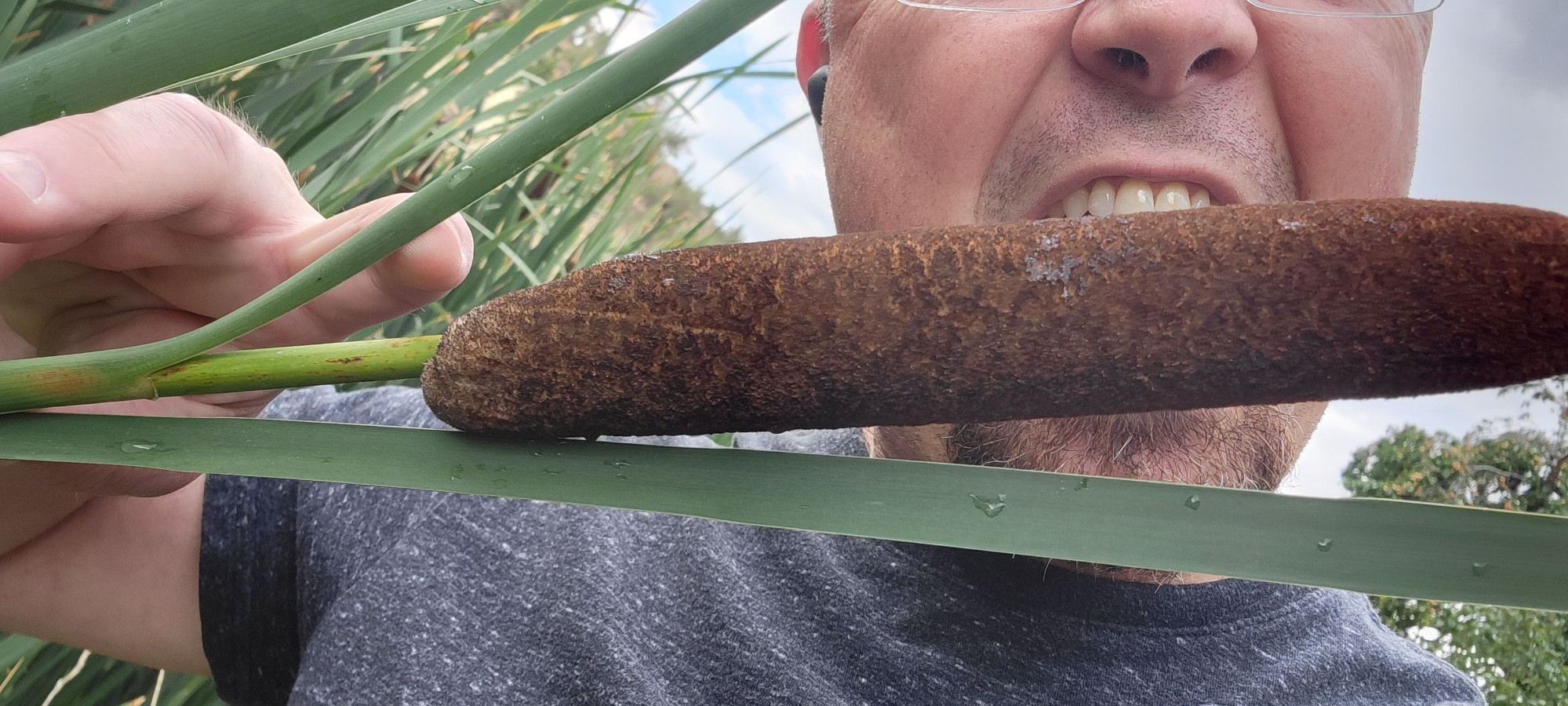An idiot appears to bite into a cattail reed.