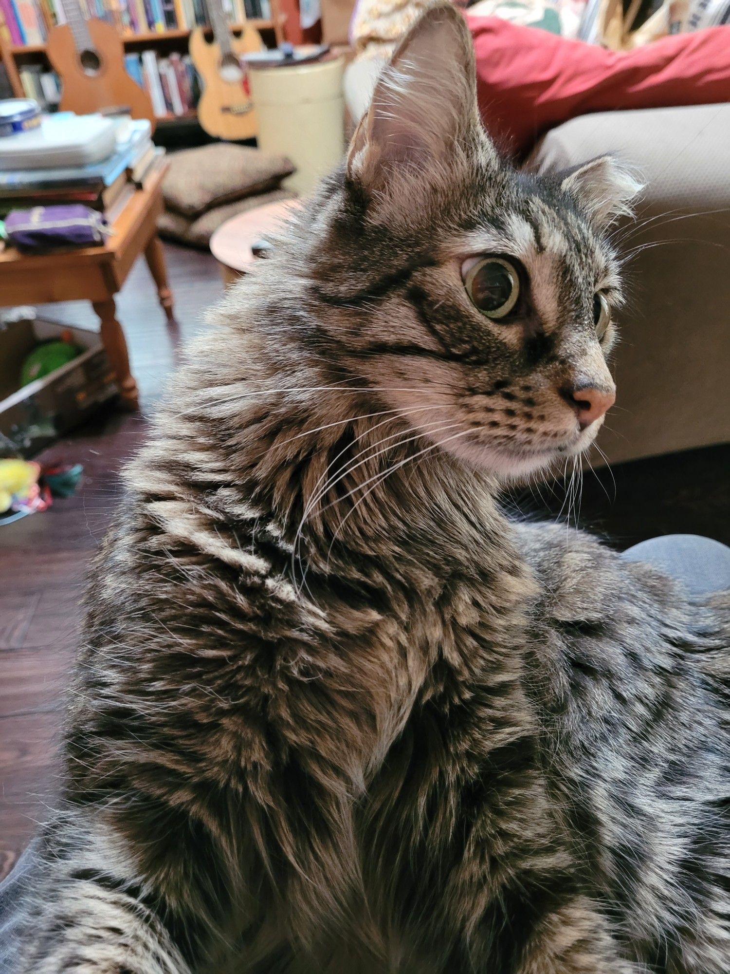 Grey tabby cat looking off camera, very alert as he tries to determine if the man is going to open the treat jar