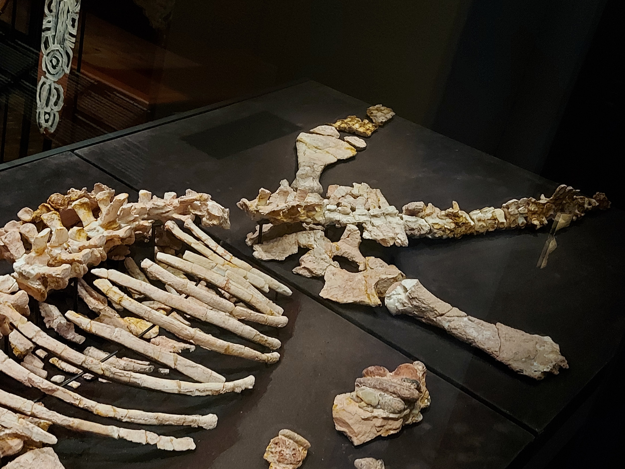 Eric, opalised pliosaur remains, showing near fully intact pelvis, hindlimbs, and tail, also showing fossilised gut contents adjacent to ribcage