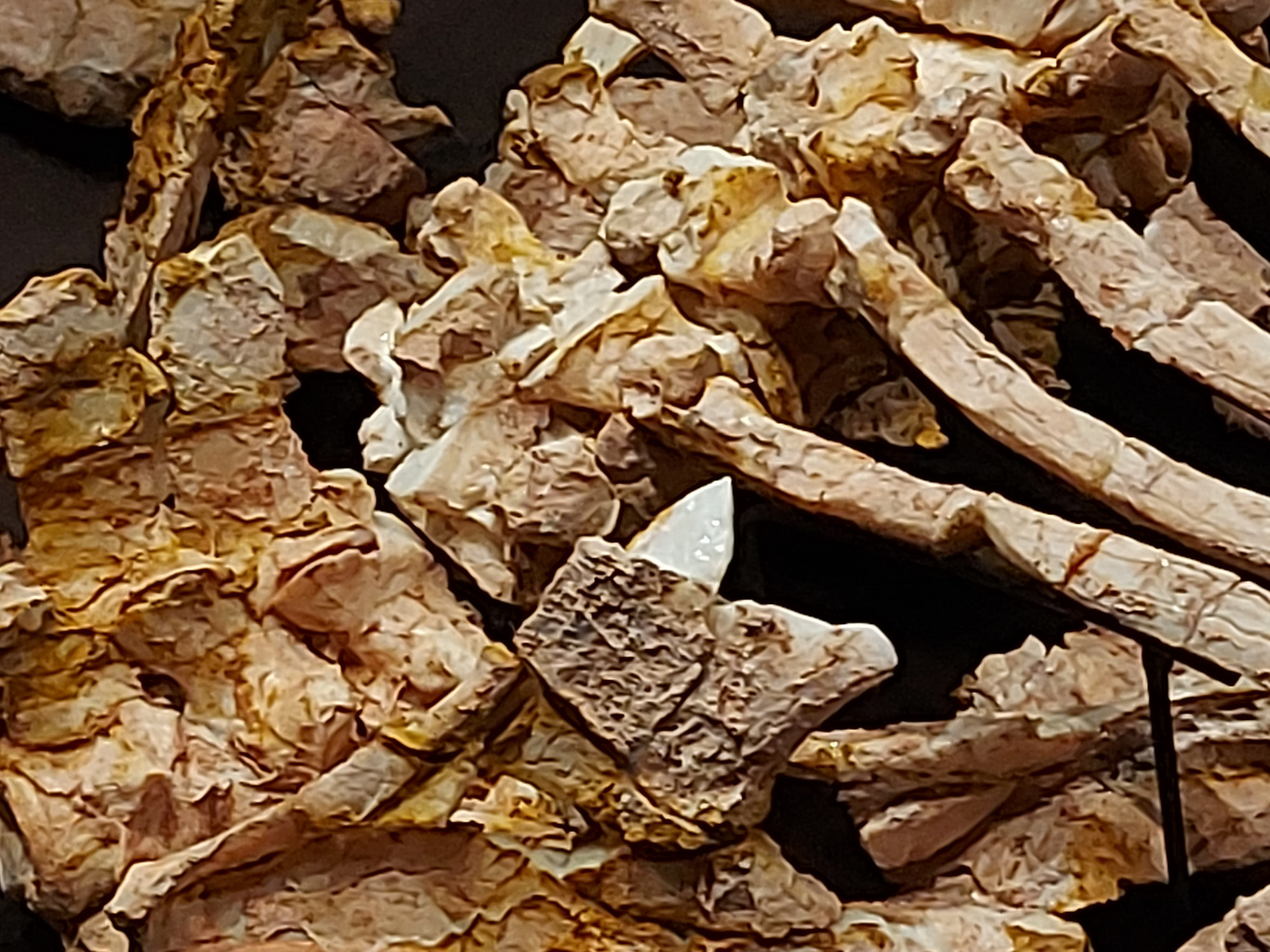 Eric, opalised pliosaur specimen, showing close up of shoulder and ribs with opalescent material cross section in centre of shot