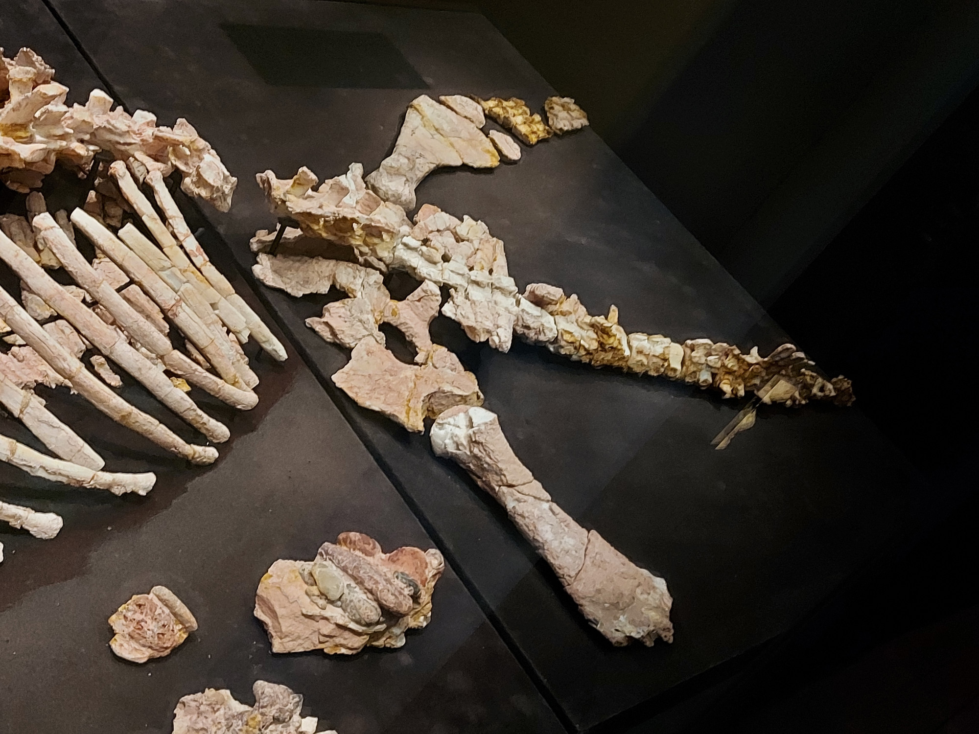 Eric, opalised pliosaur specimen, showing another higher shot of anterior with lower ribcage, pelvis, hindlimbs, tail, and gut contents