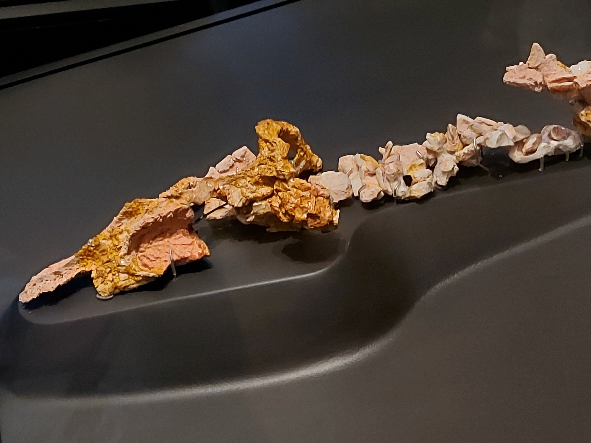 Eric, opalised pliosaur specimen showing remains of skull and neck vertebrae