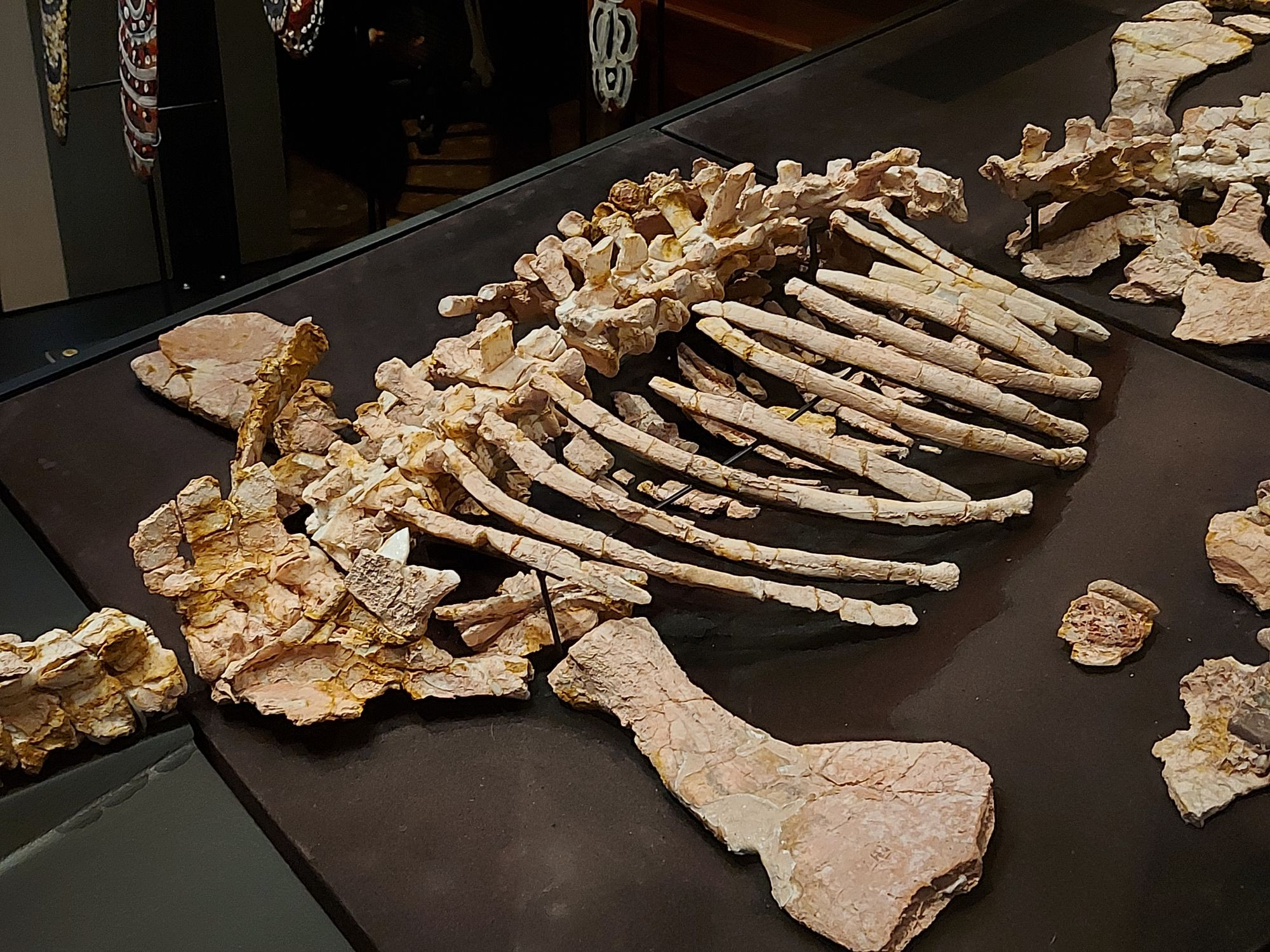 Eric, opalised pliosaur specimen, showing near complete torso and partial forelimbs