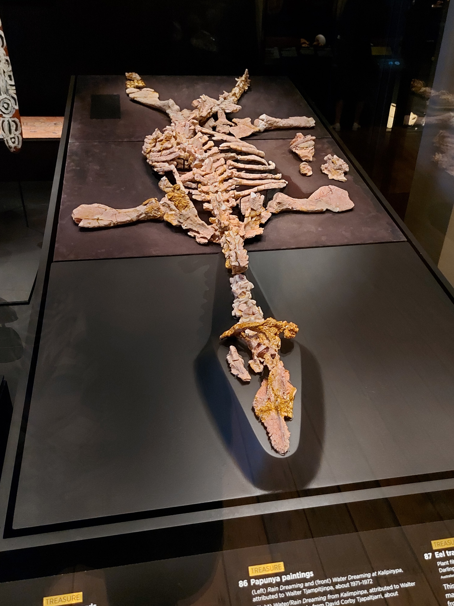 Eric specimen of pliosaur, opalised, dorsal view from nose showing whole specimen