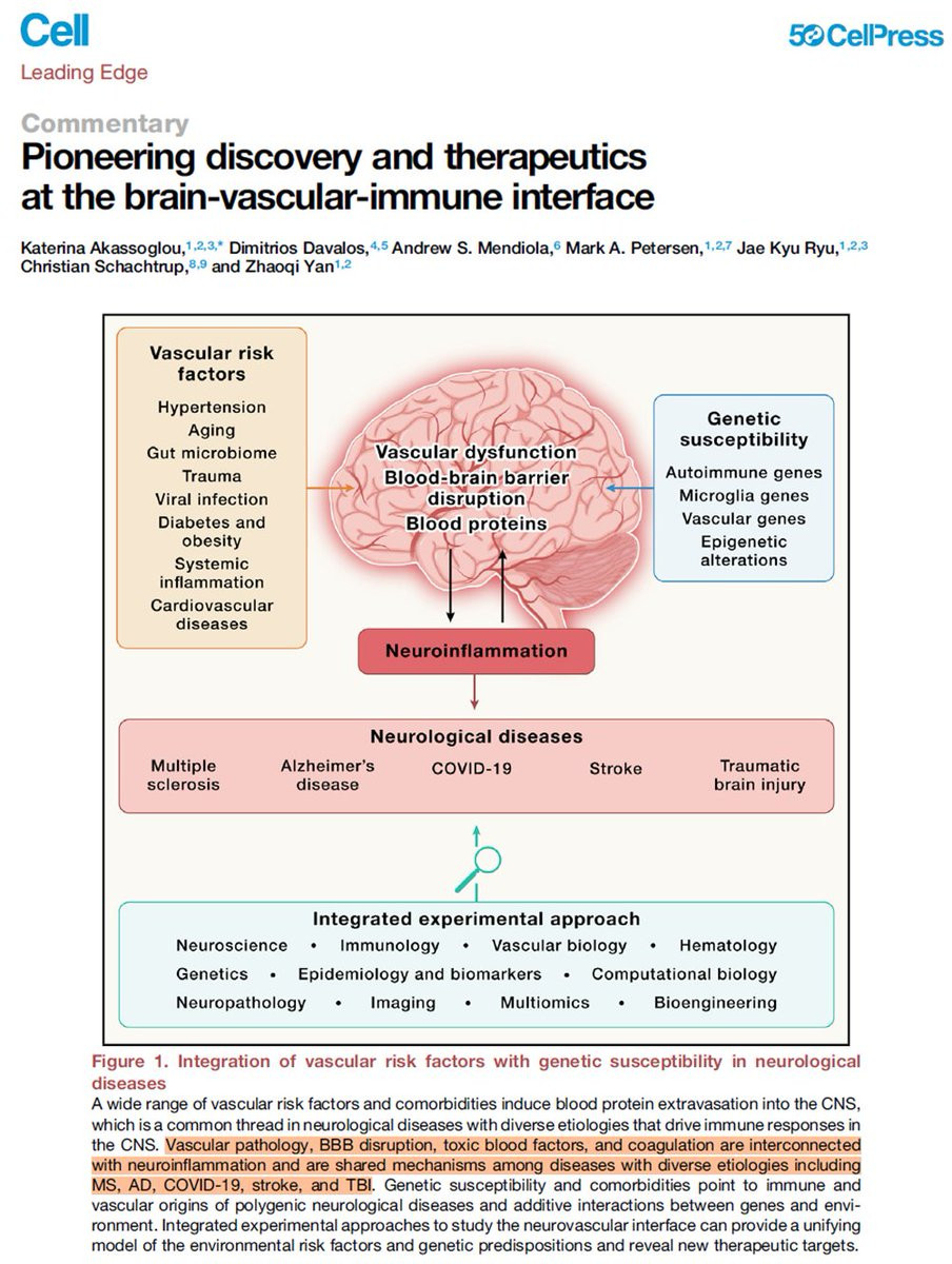 Screenshot from the cell.com paper, showing Figure 1 "Integration of vascular risk factors with genetic susceptibility in neurological diseases" which depicts a brain & text boxes w/ various risk factors (vascular, genetic susceptibility, neuroinflammation, & neuro diseases including Covid).

Highlighted text from the Fig 1 caption reads:
"Vascular pathology, BBB disruption, toxic blood factors, and coagulation are interconnected with neuroinflammation and are shared mechanisms among diseases with diverse etiologies including MS, AD, COVID-19, stroke, and TBI."