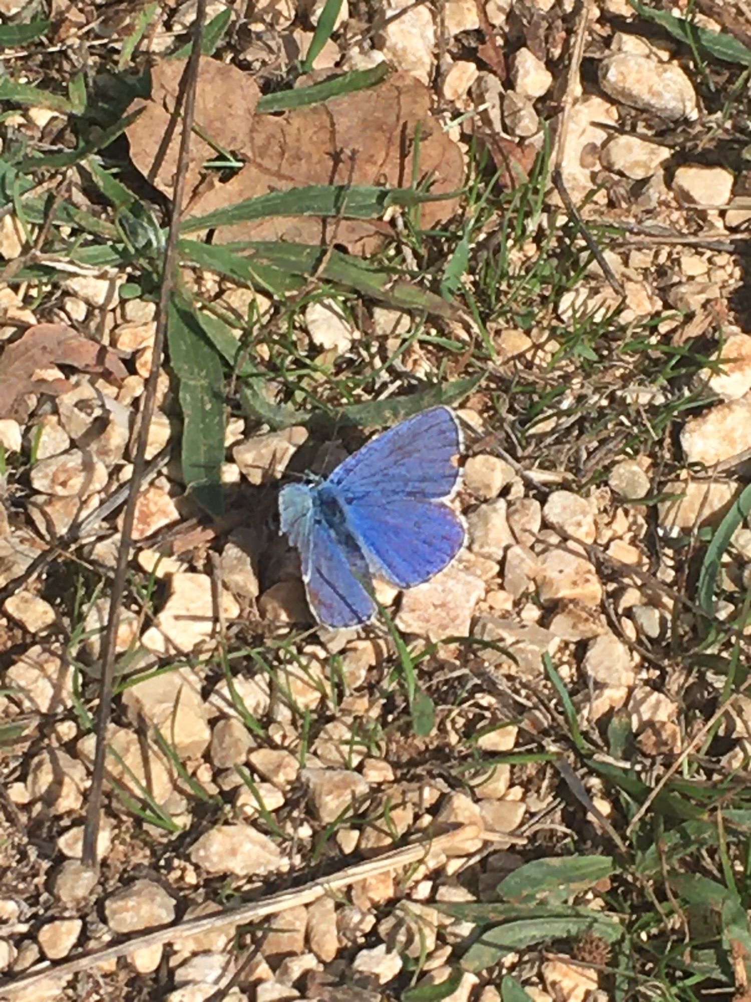 Petit papillon bleu sur sol en cailloux, c’est un azuré