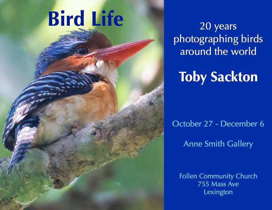 A banded kingfisher in Thailand, part of a poster on an upcoming bird exhibit in Lexington, ma