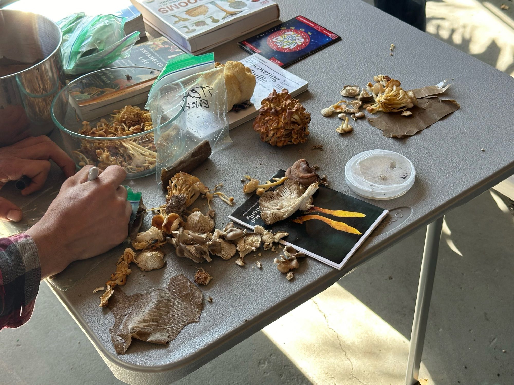 Table covered in enoki, oyster, and lions mane being tissue culturing supplies.