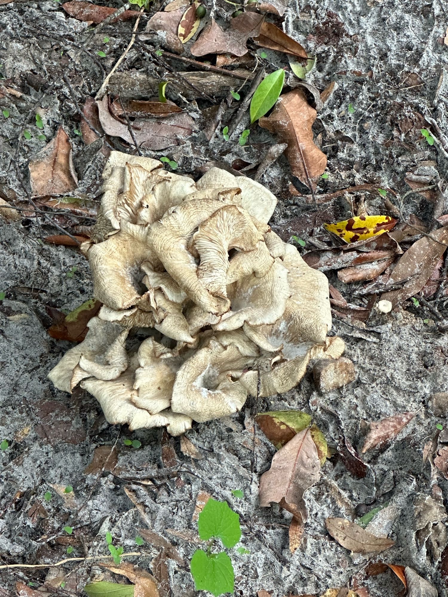 Cluster of drying gray oyster mushrooms in sandy soil.