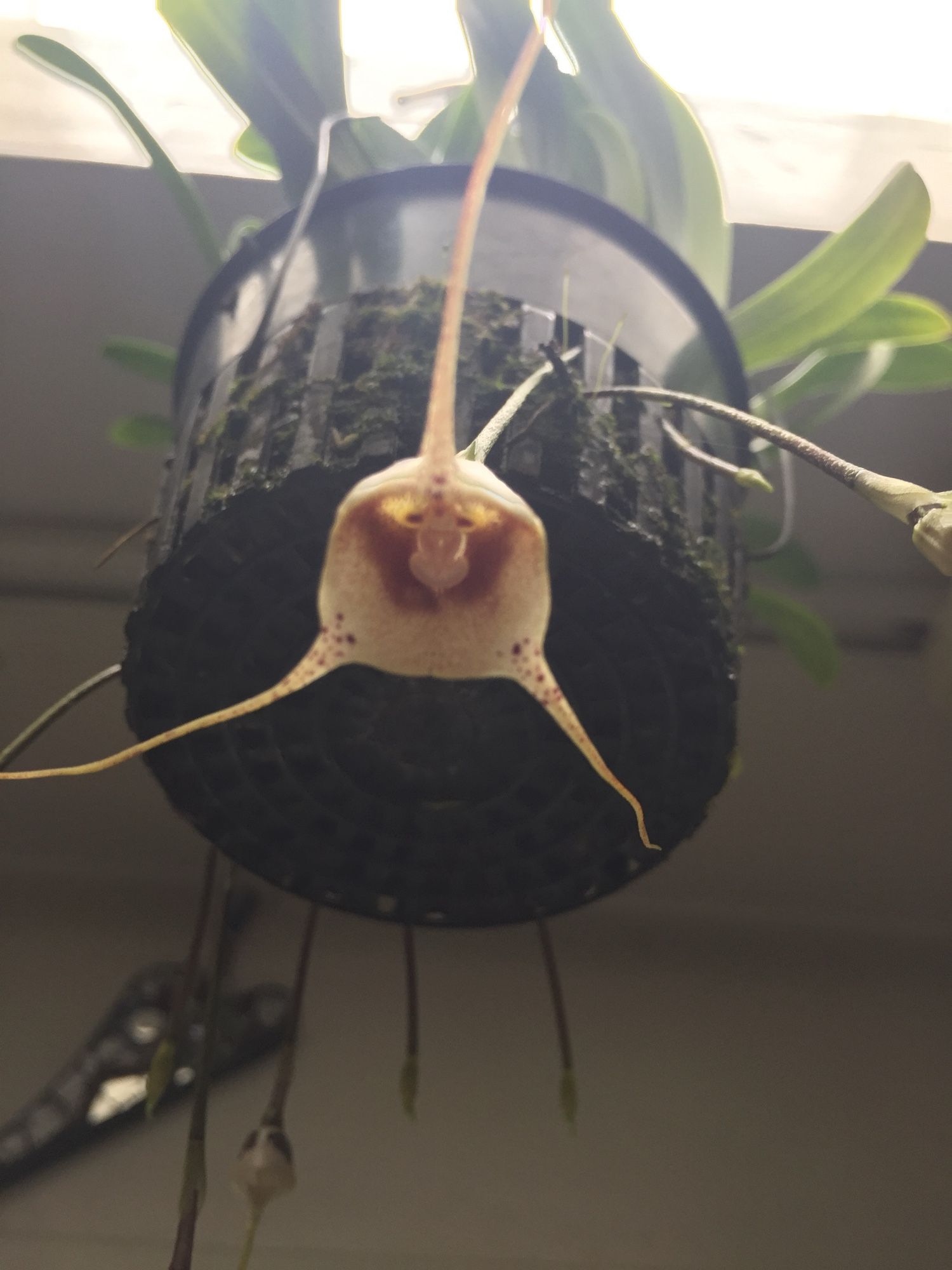 Dracula Orchid, hanging bloom with 3 points surrounding a flesh colored center bloom