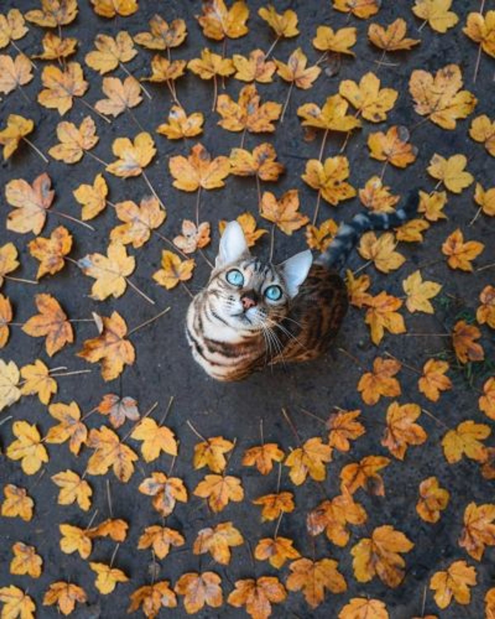 Photo of a striped cat sitting in the middle of concentric circles of orange autumn leaves, as if the bulls-eye on a horizontal archery target.  He is looking straight up, as if watching the bird (or other creature) that tossed down all the leaves.