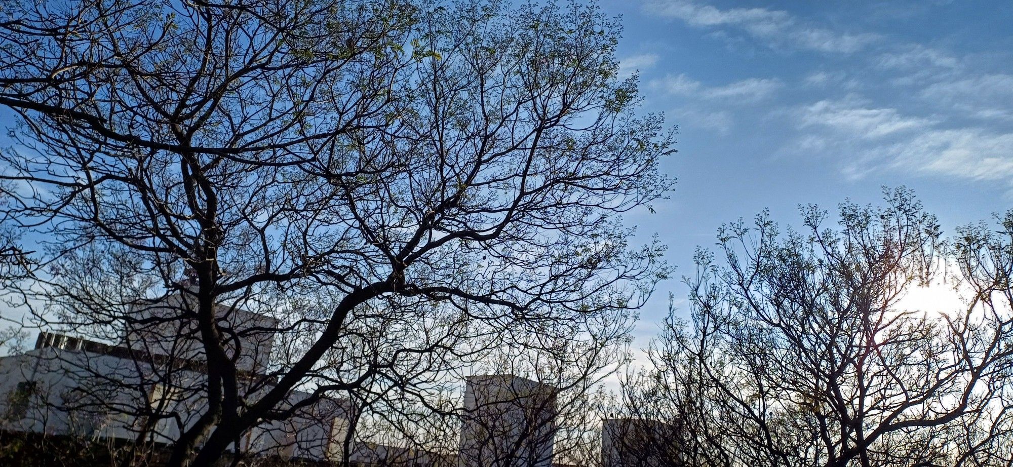 View of the morning sky seen through buddding but not blooming jacaranda canopy, the lift shaft towers of a neighbouring block of flats, feathery cirrus clouds, and the sun on the right edge of the frame.