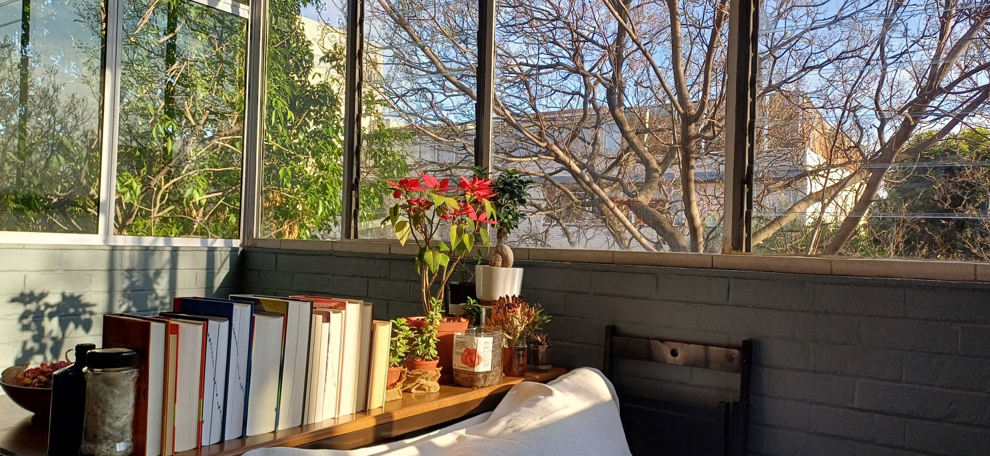 Window view into the jacaranda canopy (budding but not yet blooming) beyond a desk on which can be seen a row of dictionaries (spines facing away from tbe viewer), a small ficus, a potted poinsettia, and coffee grounds drying in a plastic container.