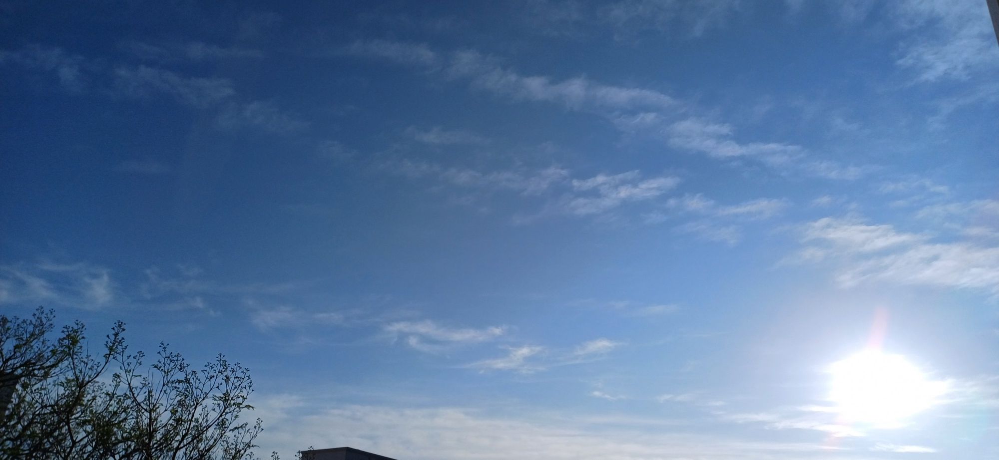 View of the blue sky with a few feathery cirrus clouds with the top of a budding jacaranda tree in the lower left hand corner and the sun in the lower right hand corner of the frame.