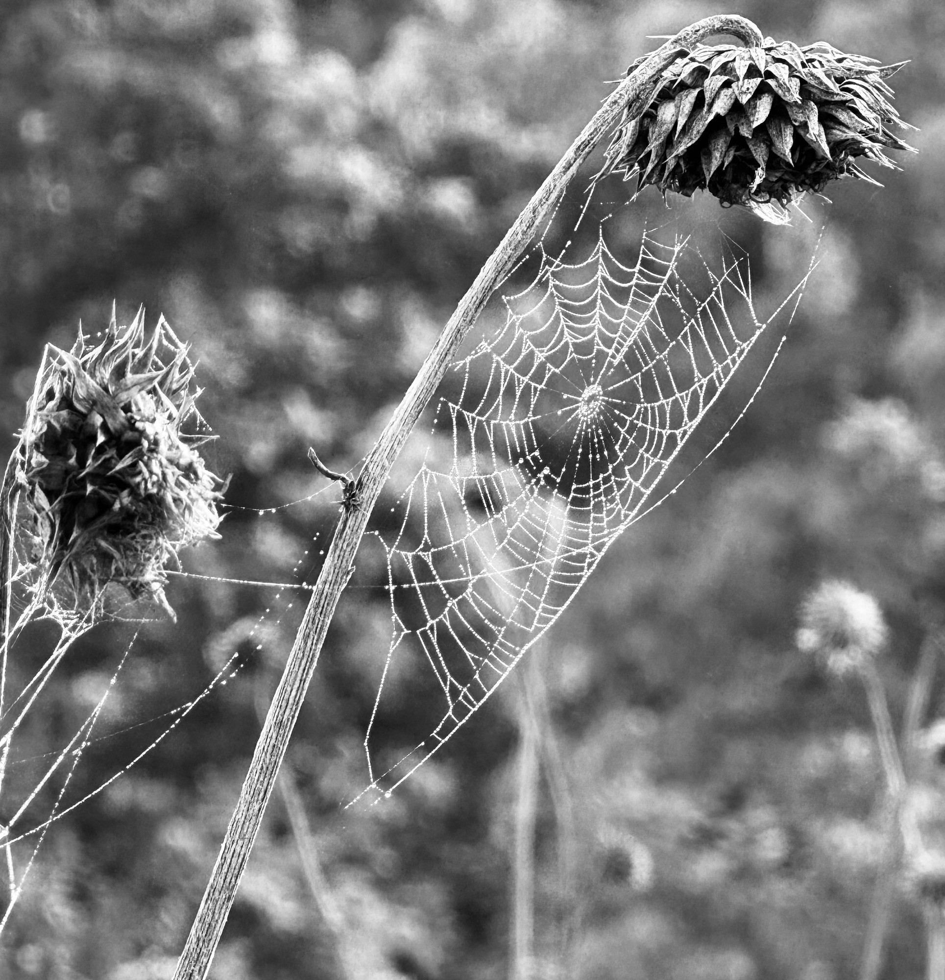 Black and white photo of a bedewed spider web woven under the bowed head of a dried thistle. Strands of the web reach out to a neighboring dried thistle. The background is out of focus thistles, bushes, and trees, giving it a lumpy texture. 