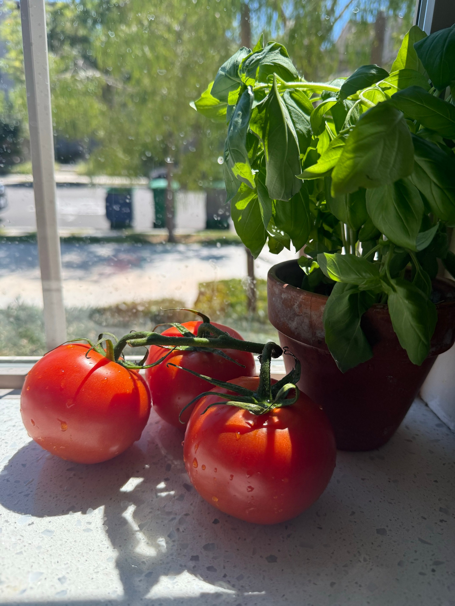 Tomatoes and basil sitting on a sunny windowsill