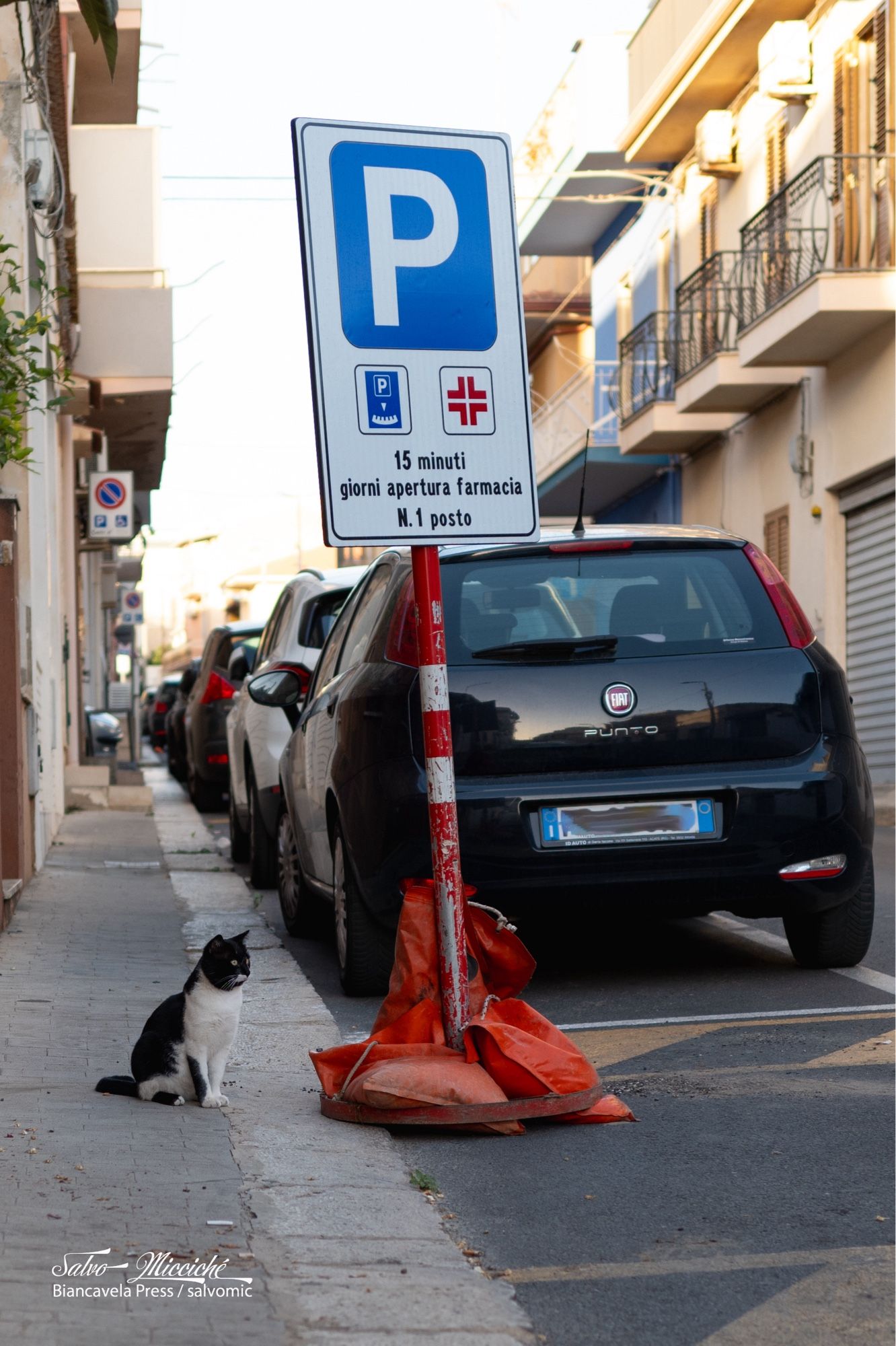 The drugstore cat