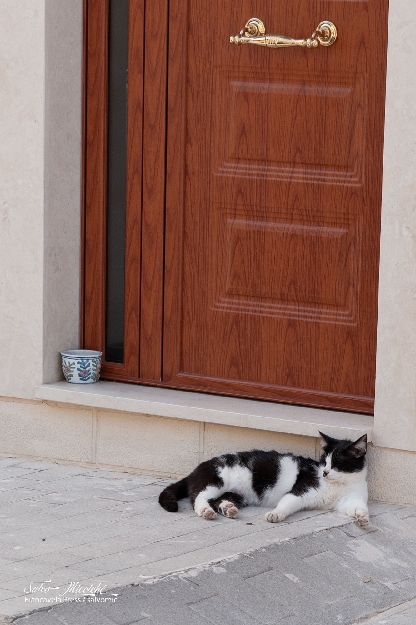 Cat + Door