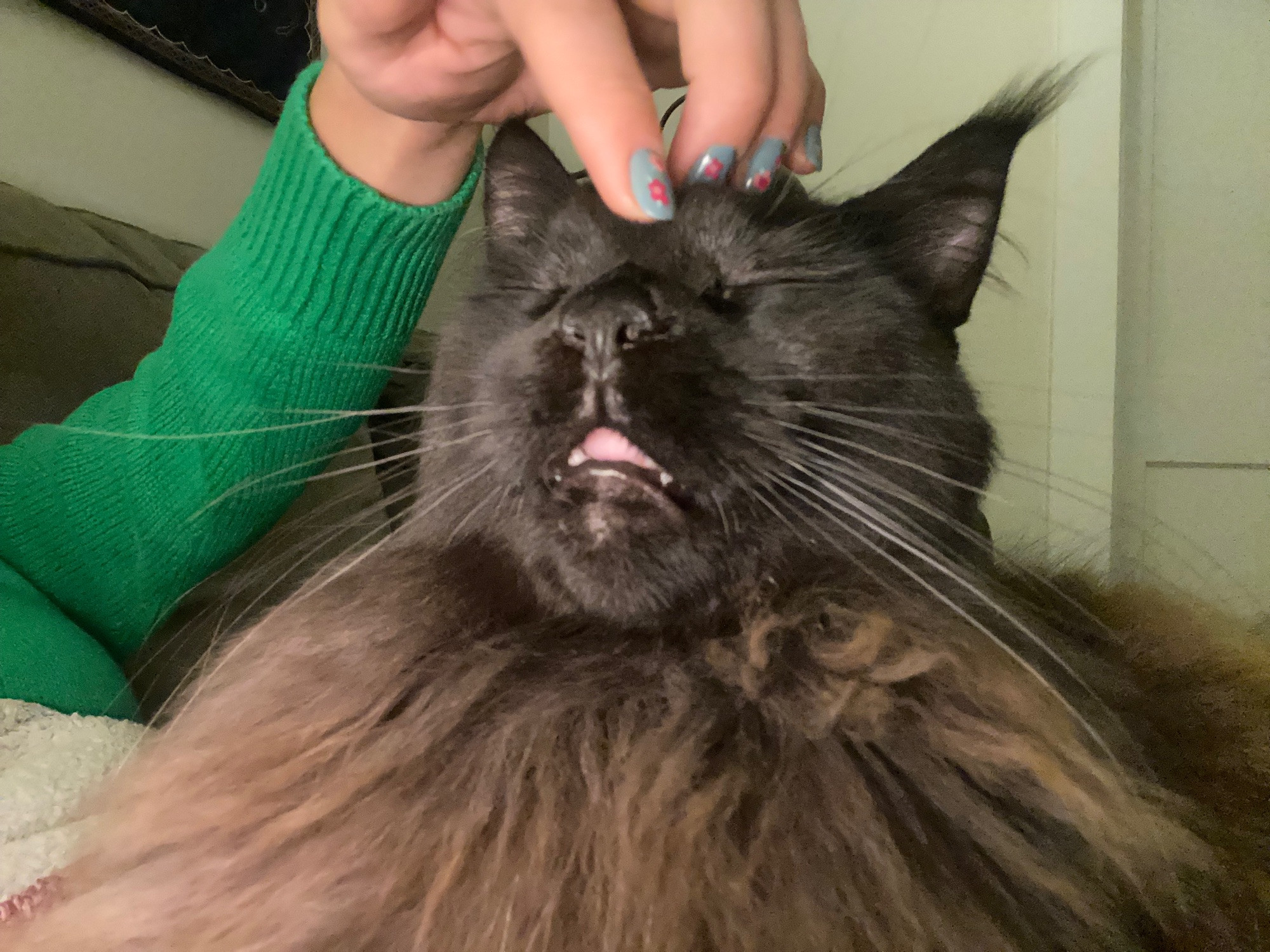 A black and brown long haired kitten with pointy ears and lynx tips sleeping in an upright position with her mouth open as I massage her forehead.