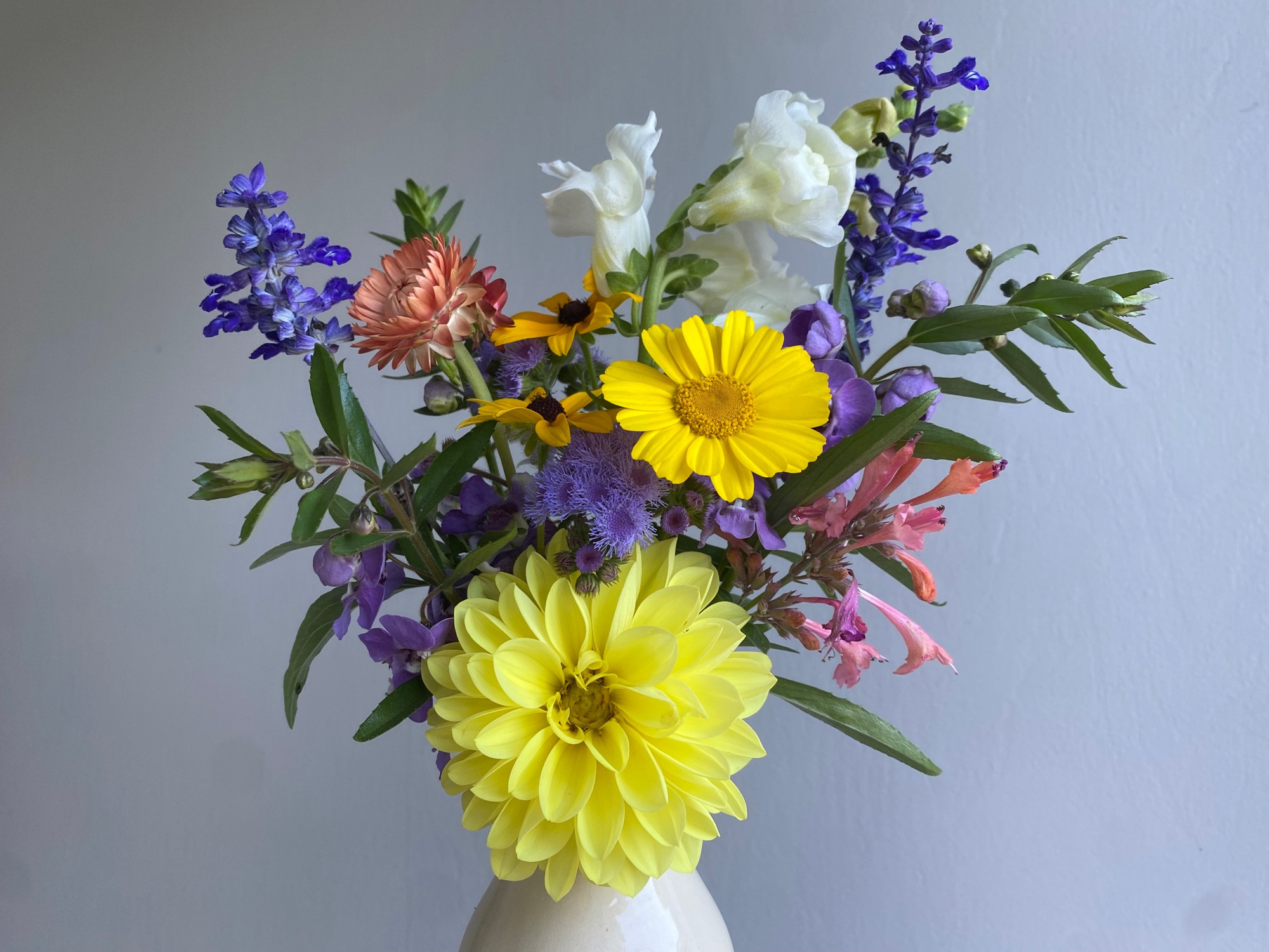 A bouquet of dahlias, strawflowers, snapdragons, hummingbird mint, ageratum, painted daisies, angelonia, salvia, and black eyed Susans in a cream ceramic vase held in front of a gray wall.