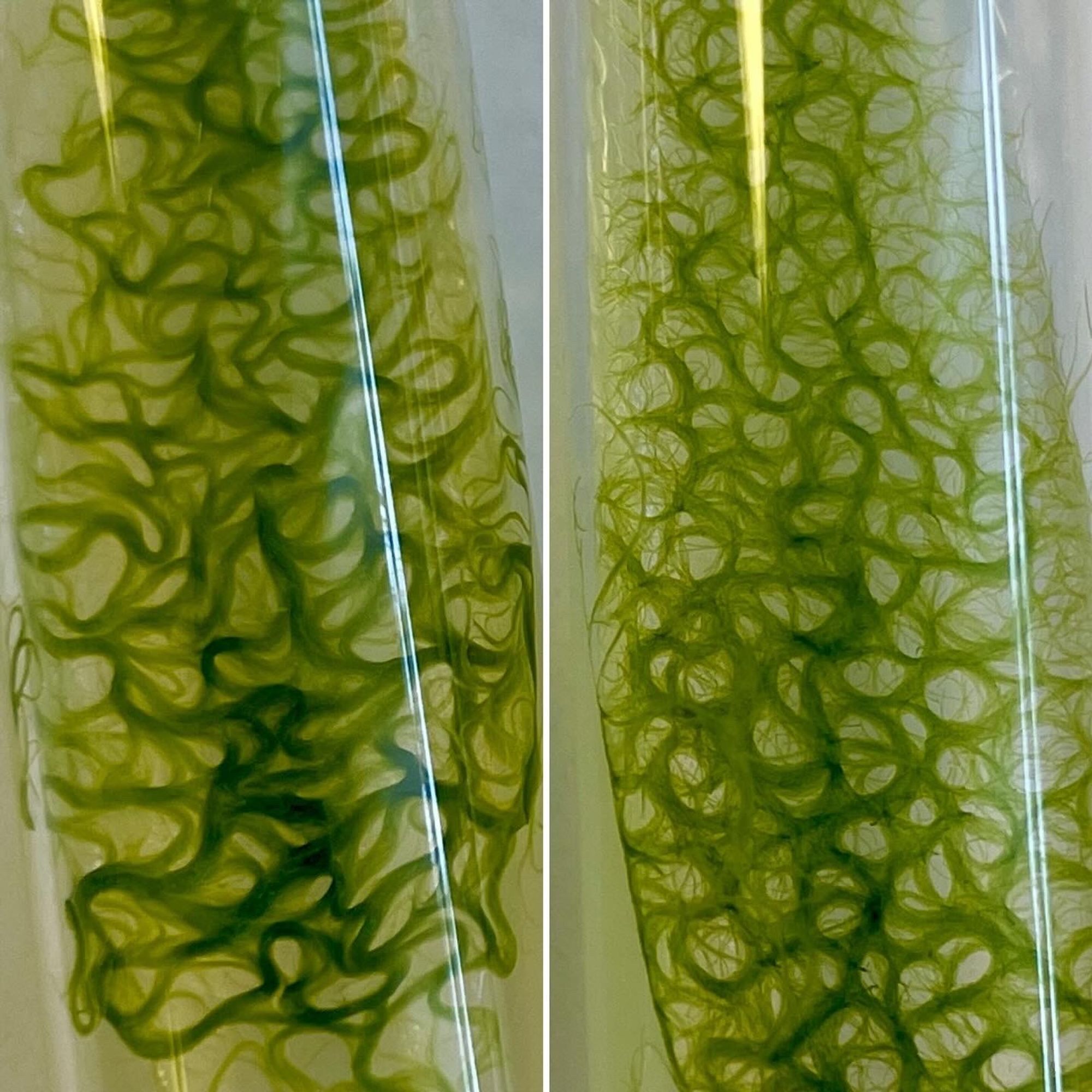 Filamentous green microalgae growing on agar in swirling and circular patterns.