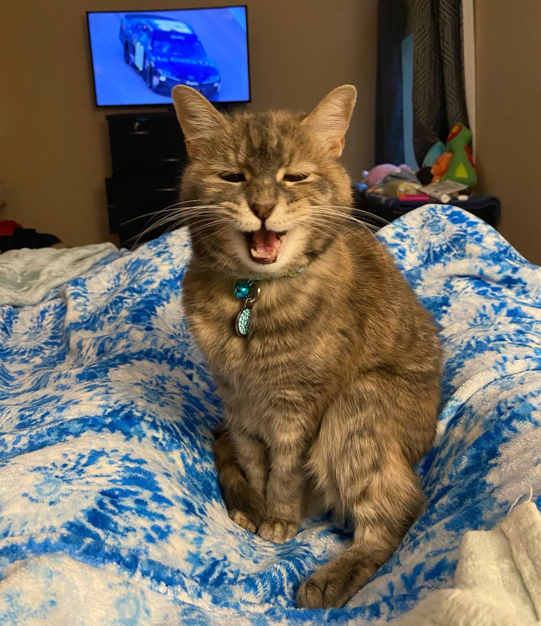 A grey tabby cat sitting on a blue and white tie dye blanket, looking at the camera, with her mouth open to meow.