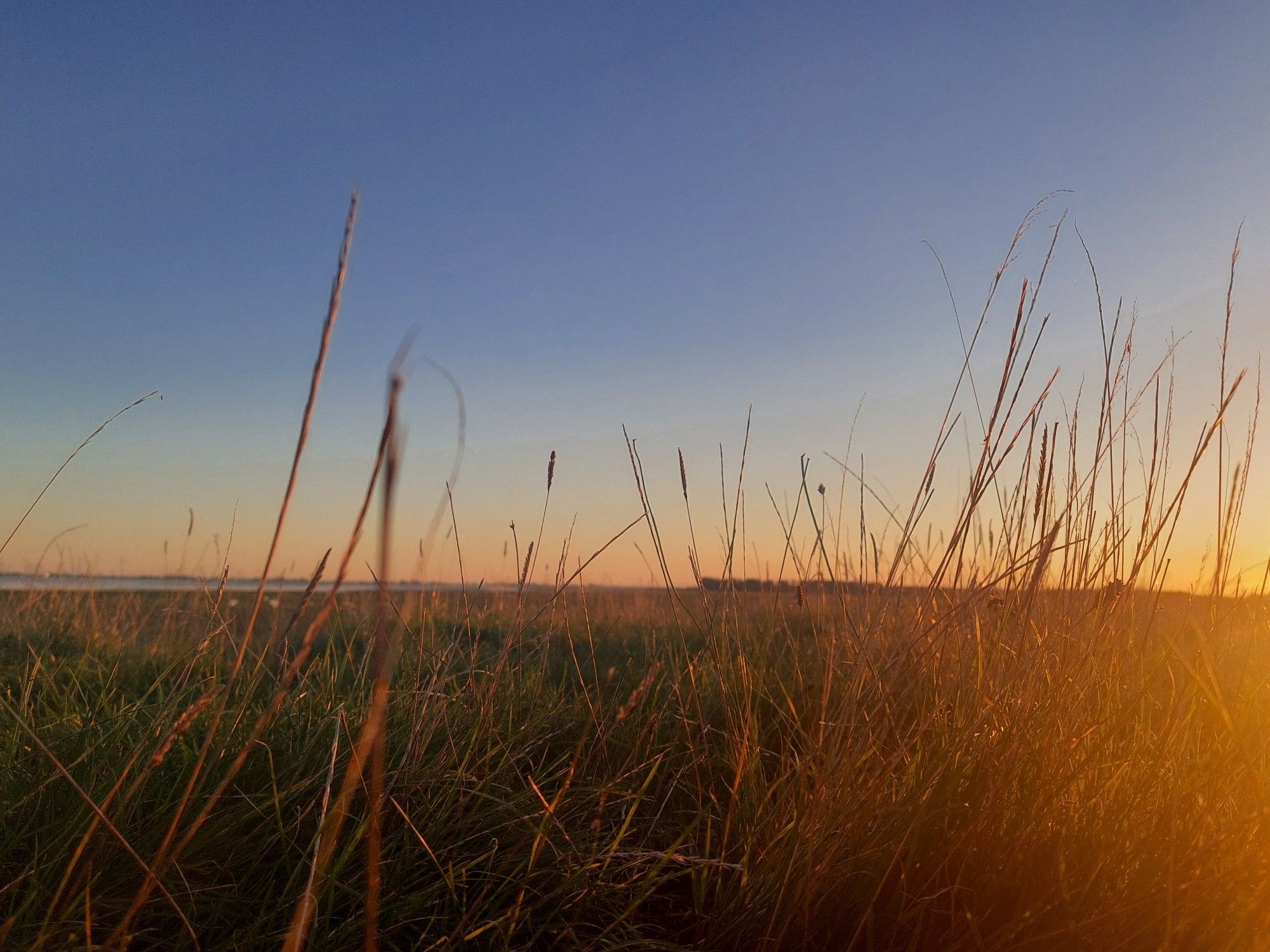 Durch Gras hindurch am rechten Rand goldenes Licht der untergehenden Sonne. Im Hintergrund abendblauer Himmel, der Horizont hinter den Gräsern ist orange-golden