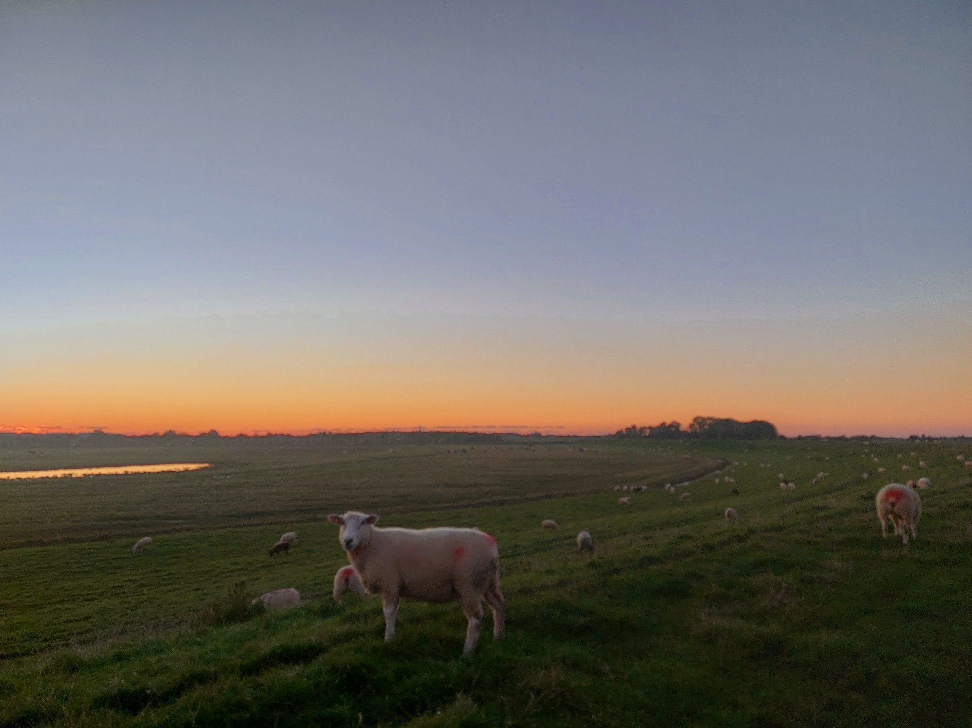 Schafe auf dem Deich. Ganz vorne steht eins und schaut in dir Kamera. Der Horizont glüht orange-golden