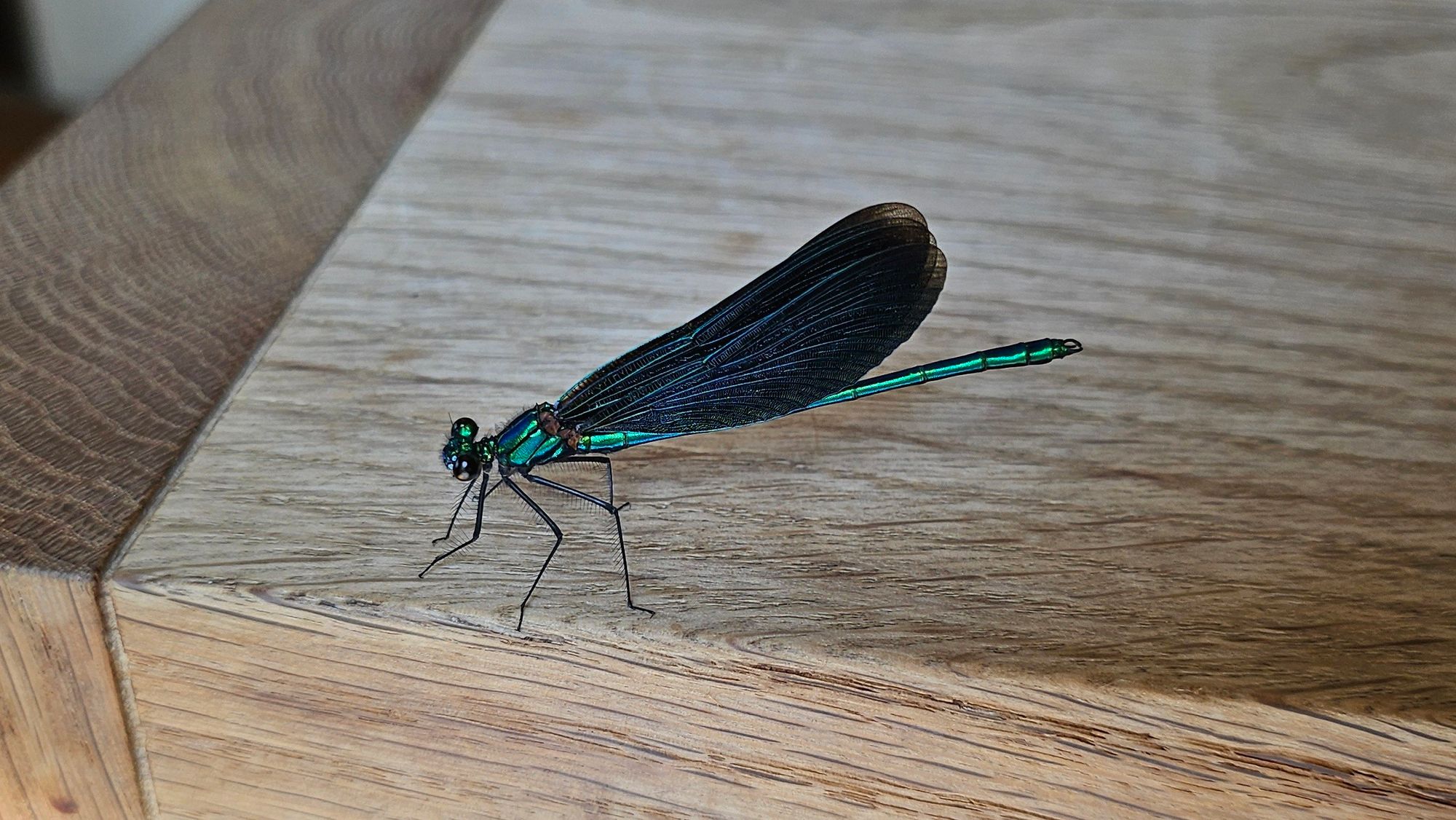 A dragon fly with green body and blue wings on a oakwood dining table.