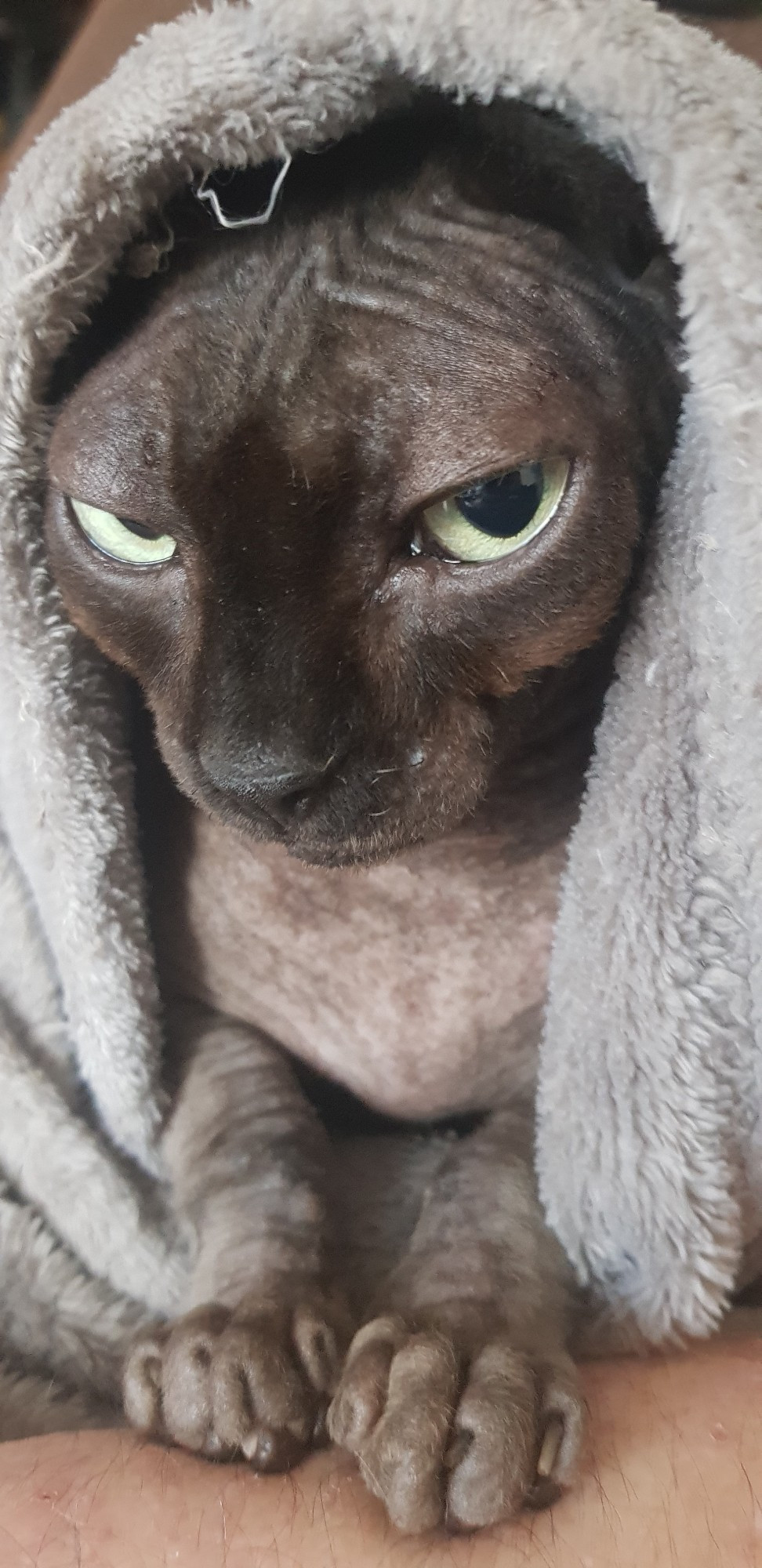 Photograph of my black Sphynx cat, Noodle. She is draped in a cloak-like grey blanket with her little kitty paws resting on my bare arm. She is looking askance at the camera in a very judgey way.