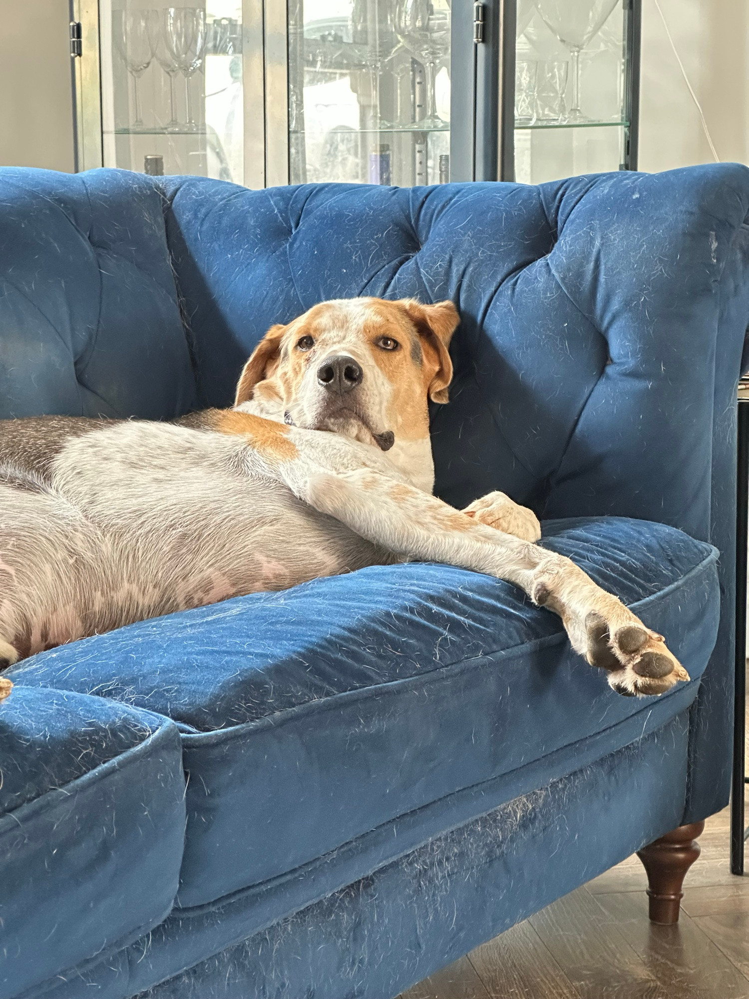 Worf (Klingon for ‘Murph’), a foxhound, reclines on a blue velvet chesterfield, looking over his shoulder, down the camera lens, in a pose that suggests you ought to thank him for the privilege of looking at him. 