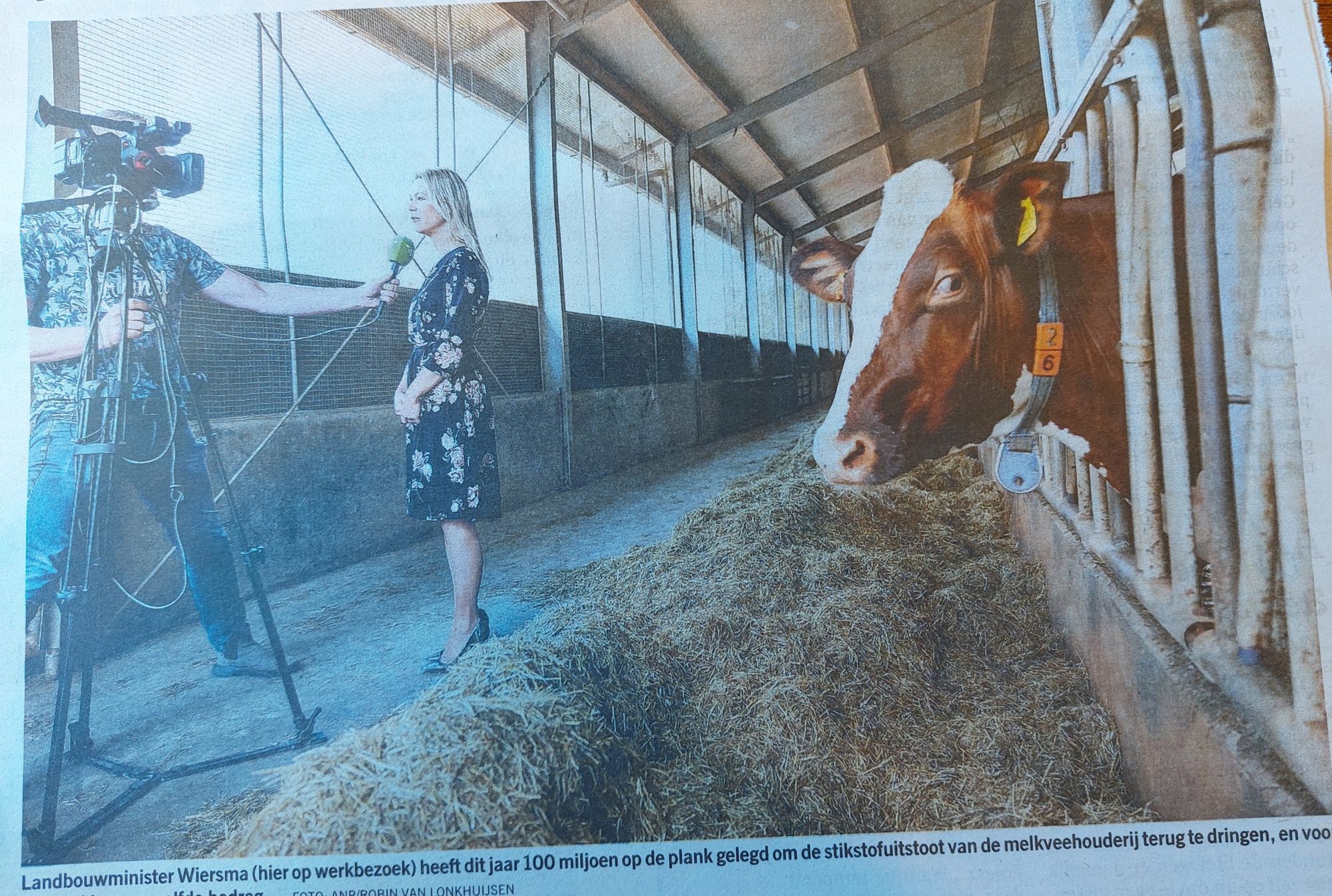 Krantenfoto. Minister Wiersma wordt geïnterviewd terwijl ze in een stal staat. Ze draagt zeer hoge hakken. Een koe steekt rechts de kop door de spijlen en kijkt naar links. Daarvoor veel hooi.