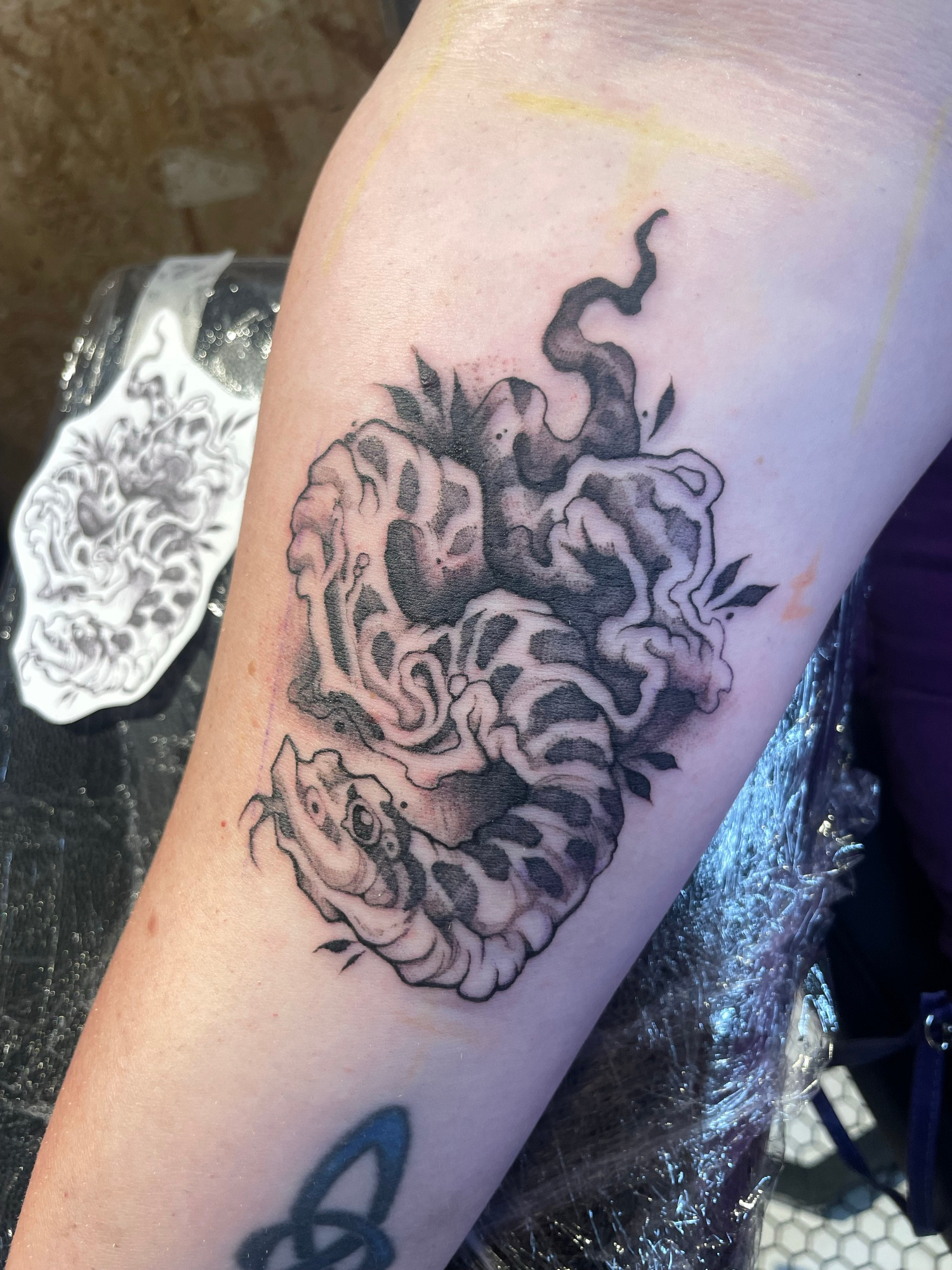Blackwork hognose tattoo