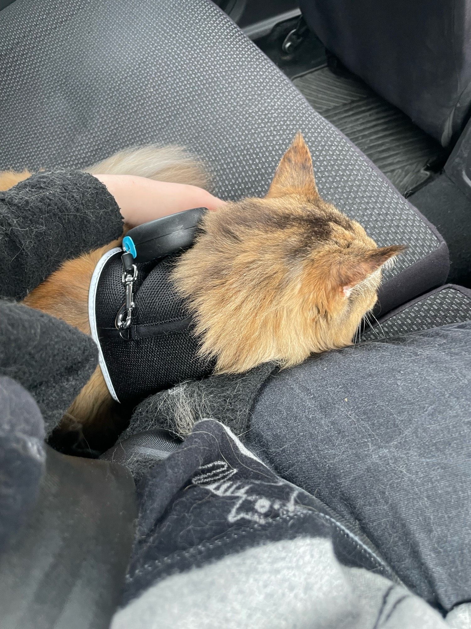 Photo of a cat travelling in a car, kept on harness and leash.