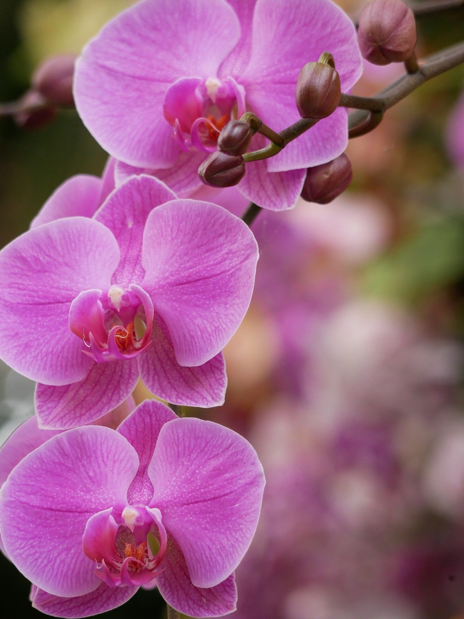 Im Fokus drei pinke Orchideen mit oben rechts Knospen vor unscharfen Hintergrund.