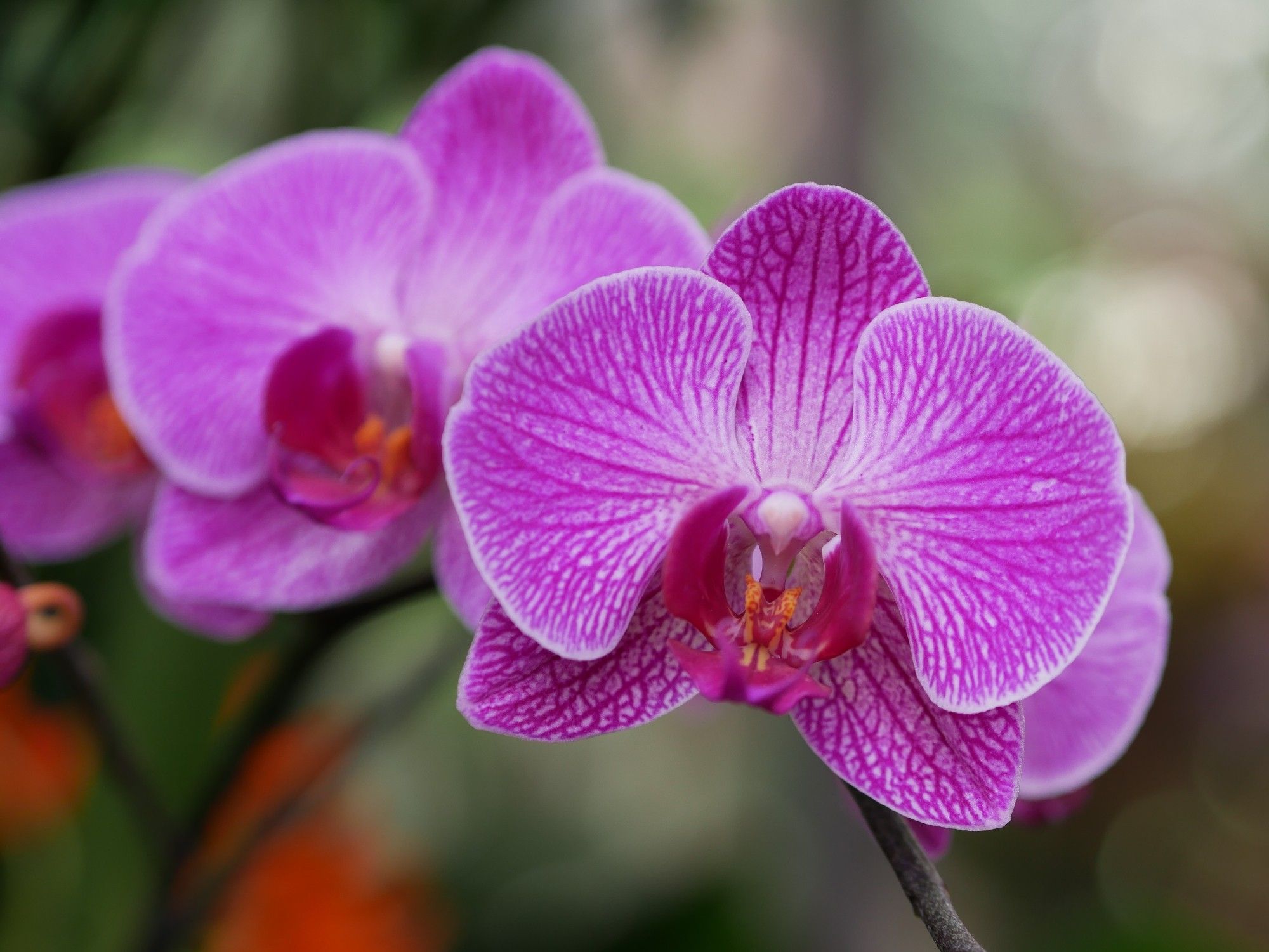 Pinke Orchidee mit 2 weiteren Blüten unscharf im Hintergrund.